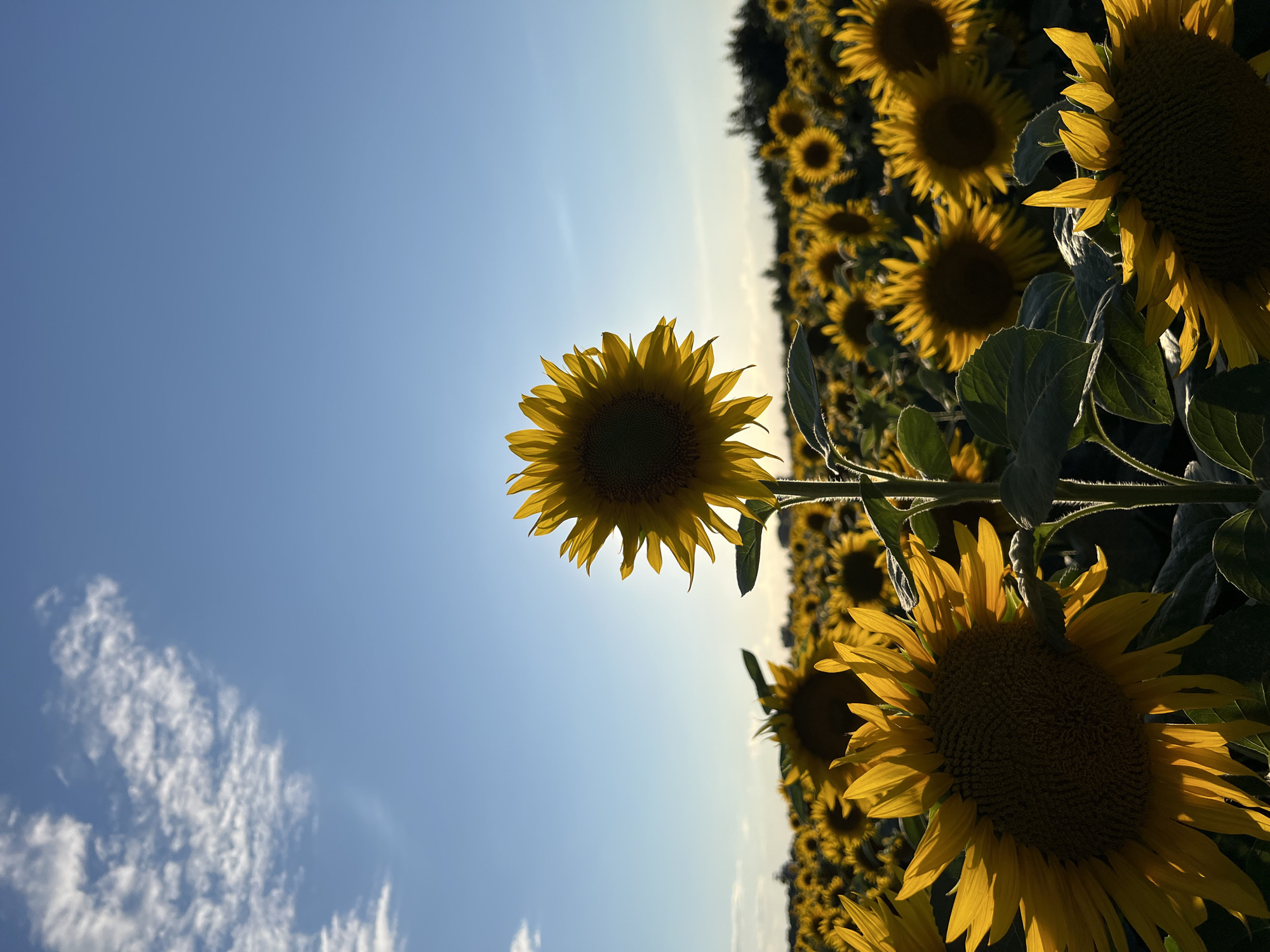 The image captures a field of sunflowers under a bright, clear blue sky with a few wispy clouds. The sun is setting or rising, casting a warm glow and creating silhouettes of the sunflowers. The main subject is a large sunflower in the foreground, its petals backlit by the sun, making them appear luminous. Behind it, a vast expanse of sunflowers stretches to the horizon, creating a sea of yellow. In the distance, a line of trees marks the edge of the field. The scene conveys a sense of natural beauty and tranquility. The location is Ostriv, Ukraine.