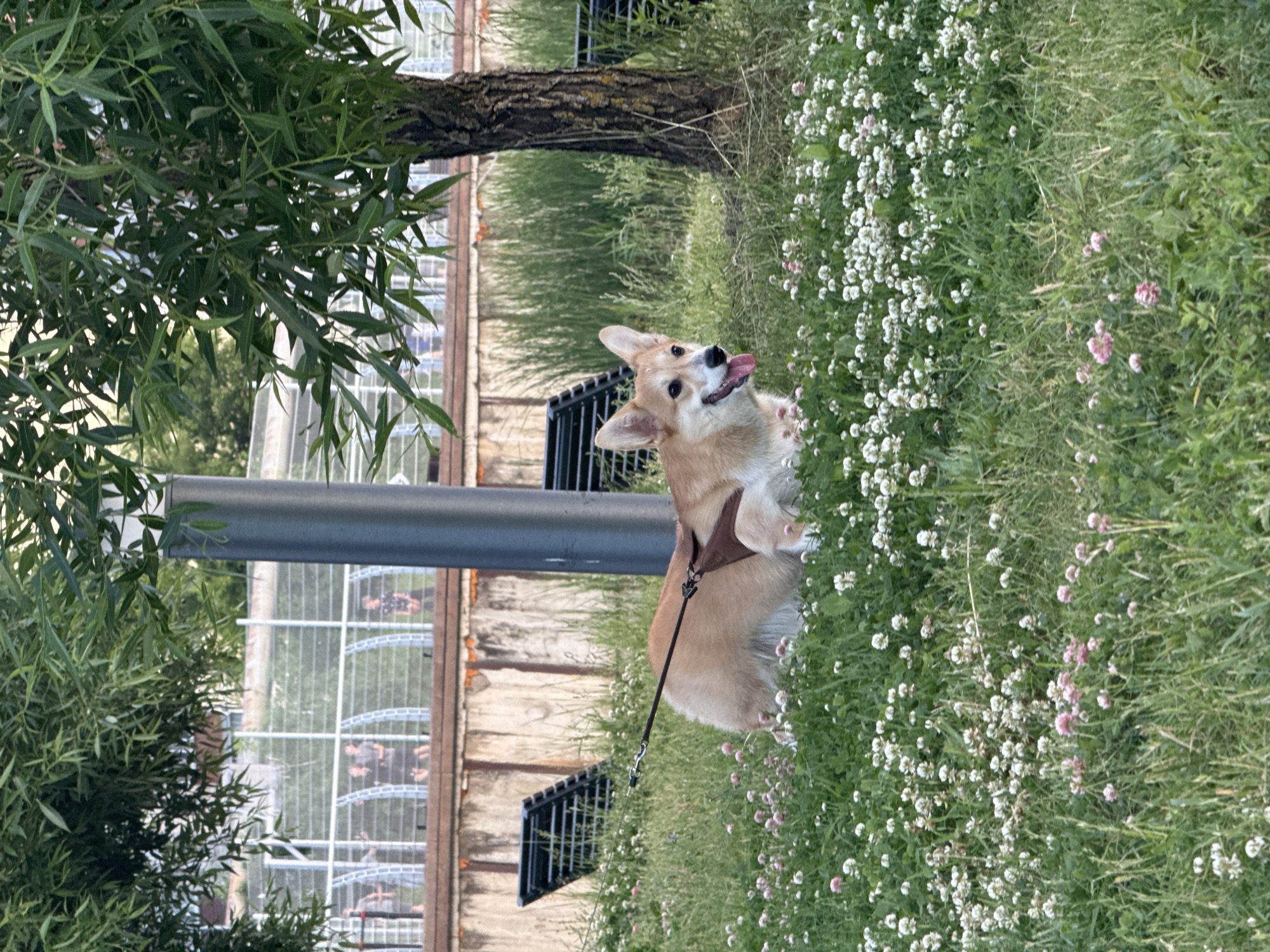 An off-leash tan and white corgi with a brown harness is lying in a grassy area filled with white and pink clover flowers. The corgi is looking to its left with its tongue out. Behind the corgi, a tall, dark grey pole is visible, and further in the background, a reddish-brown textured wall is present, with a white fence structure on top of it. Several blurry figures of people can be seen behind the fence. To the right of the pole and fence, the trunk of a mature tree with rough bark is visible, with green leaves from its canopy extending into the upper part of the frame. Two dark bench-like structures are partially visible on either side of the dog. The overall setting appears to be an outdoor park or green space. The image does not contain any information that can be used to determine the location within the city of Votkinsk, Russia.
