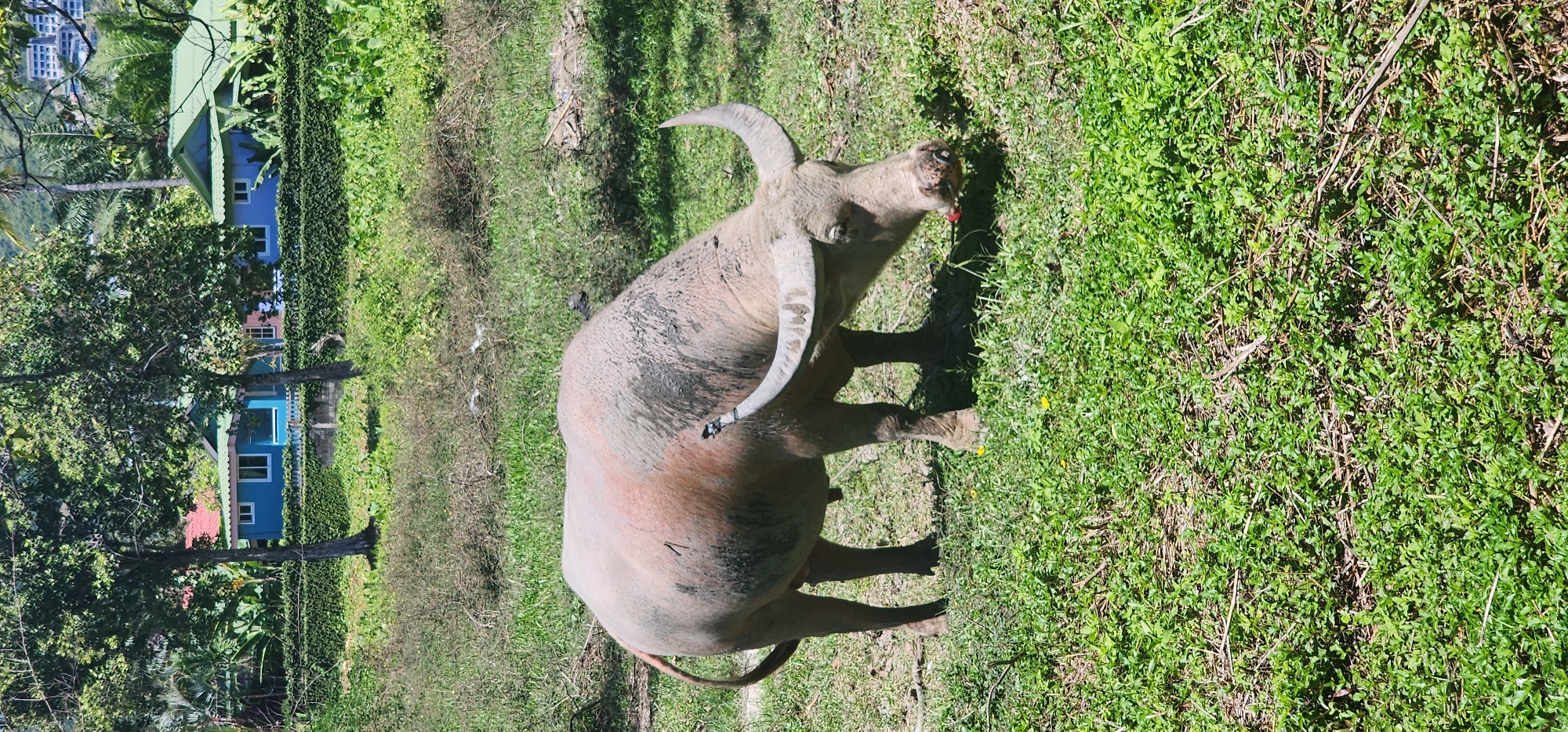 A light-colored water buffalo with dark patches on its hide is standing in a grassy field in Baan Bo Phut, Thailand, and appears to be eating a small red object, possibly a flower, from the ground. The buffalo has large, curved horns and a long tail. In the background, several blue and green houses with red roofs are visible behind a dense hedge, surrounded by lush vegetation and trees. The ground is covered in green grass and some dry foliage. The sky is bright and sunny, casting shadows on the ground.