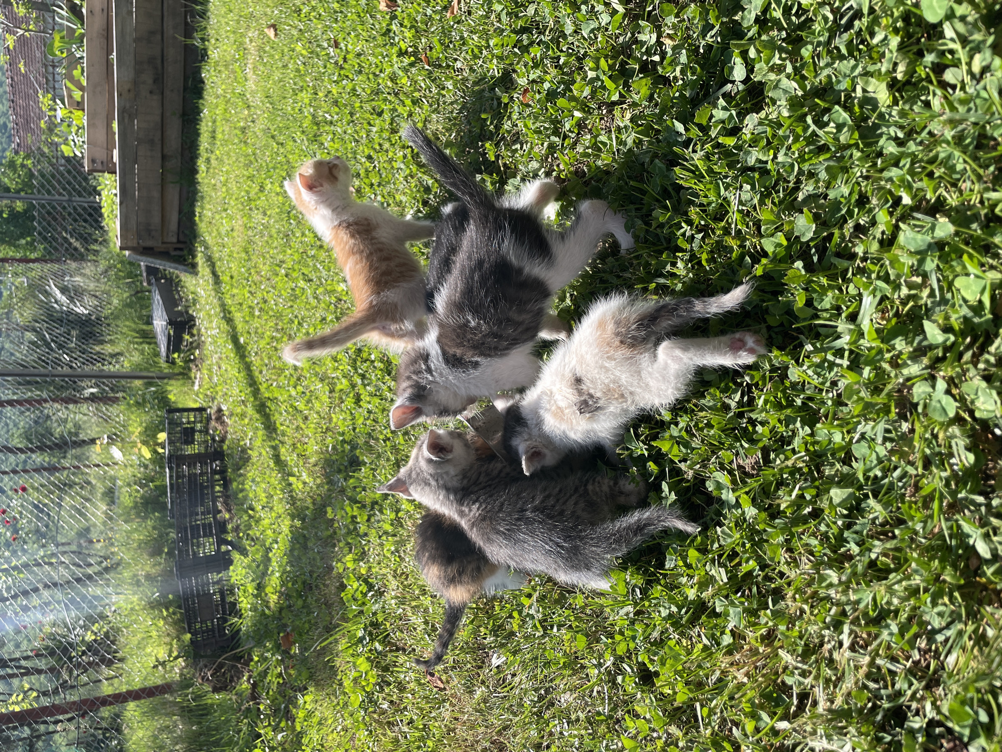 The image depicts a heartwarming scene of at least five kittens playing and resting on vibrant green grass under bright sunlight. The main subjects are the kittens, showcasing a variety of fur colors and patterns. One light orange or cream-colored kitten is captured mid-stretch, standing on its hind legs with its back to the viewer. Nearby, a grey and white tabby kitten is visible, and another fluffy white and grey kitten is lying on the grass. Partially obscured by these, two more kittens can be seen: a grey tabby and a calico-patterned one with patches of brown, black, and white fur.
The activity taking place is the playful interaction and relaxation of the young kittens in their outdoor environment. The setting is a grassy area, possibly a backyard or garden, characterized by lush green grass, which appears to be mixed with clover. In the background, a chain-link fence runs along the left side of the frame, behind which wooden structures, possibly raised garden beds or crates, are visible. Additionally, some black plastic crates or boxes are scattered near the fence line.
Notable details include the clear, bright sunlight, which casts distinct shadows from the kittens onto the grass, suggesting it is daytime, likely a sunny morning or afternoon. The location context is Danilovgrad, Montenegro. The image conveys a sense of innocence, playfulness, and the simple joys of young animals in nature. There is no visible text in the image.