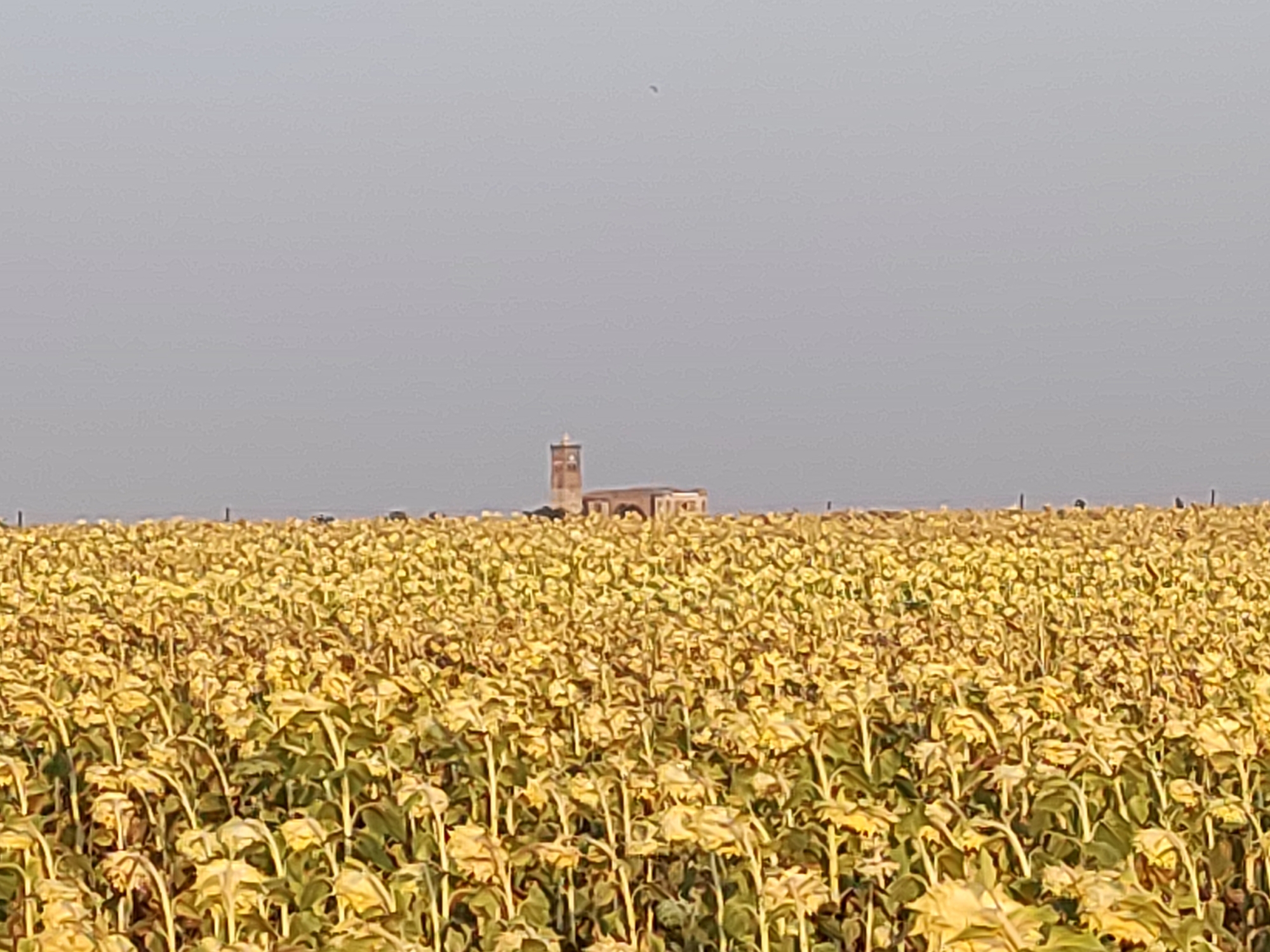 A vast field of drooping sunflowers, their yellow petals faded and browning, occupies the foreground and midground of the image. The plants are densely packed, with their thick green stems supporting the heavy heads. In the distance, a rectangular, weathered stone building with a tower is visible, standing against a hazy, pale sky. The building appears to be a ruin or an old structure. The overall impression is one of a rural landscape in late summer or early autumn, possibly in Autillo de Campos, Spain, given the presence of sunflowers which are cultivated in the region.