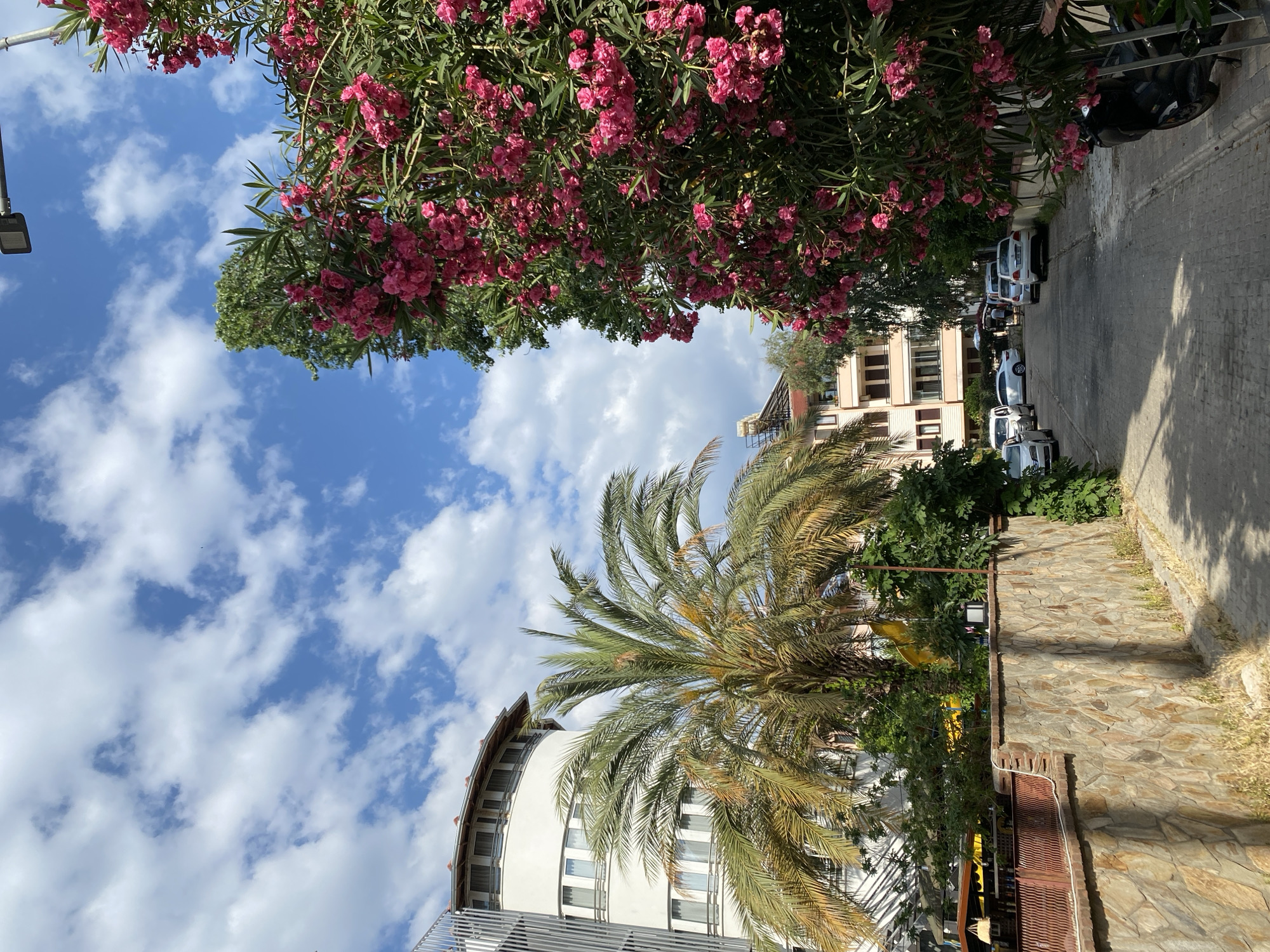 The image shows a street scene in Alanya, Turkey, on a clear day with some clouds. The foreground features a large palm tree with green and yellow fronds, casting a shadow on a stone wall. Behind the palm tree, a modern white building with multiple windows is visible. The street is paved with interlocking stones and lined with parked cars. To the left, there is a dense cluster of pink oleander flowers and green foliage, with a street lamp visible at the top left. Further down the street, more buildings and trees can be seen. The overall impression is one of a sunny day in a Mediterranean town, with a mix of natural elements and urban infrastructure. There is no visible text in the image.
