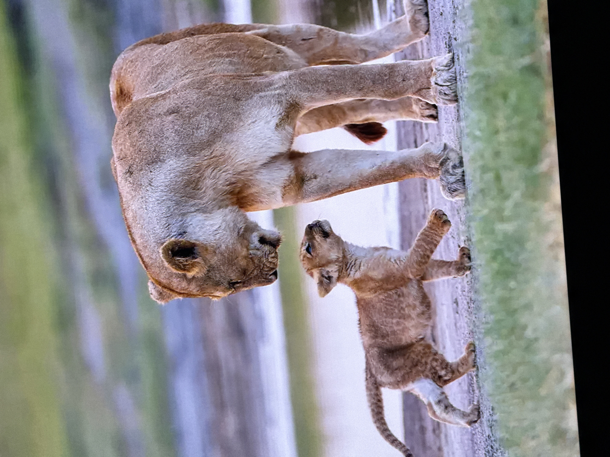 A photo shows an adult lioness and a cub standing on what appears to be dirt and grass. The lioness is oriented head-down in the image and appears to be looking at the cub, which is facing upwards. The environment includes blurry colors resembling a water's edge. The location is Unknown, Unknown.