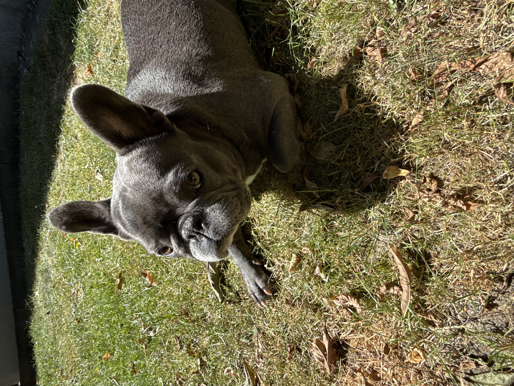 A grey French bulldog is lying on a patch of grass in a sunny outdoor environment. The dog is positioned on its side with its head slightly raised and turned towards the left of the frame. Its ears are perked up, and its eyes are open, looking in the same direction. The dog's fur is short and dense. The grass is a mix of green and dry blades, with several brown, fallen leaves scattered across the ground. The sunlight casts a distinct shadow of the dog onto the grass. The background is blurred but appears to be a darker surface, possibly a wall or fence. The scene is likely a garden or park. The dog is the sole subject in the image.