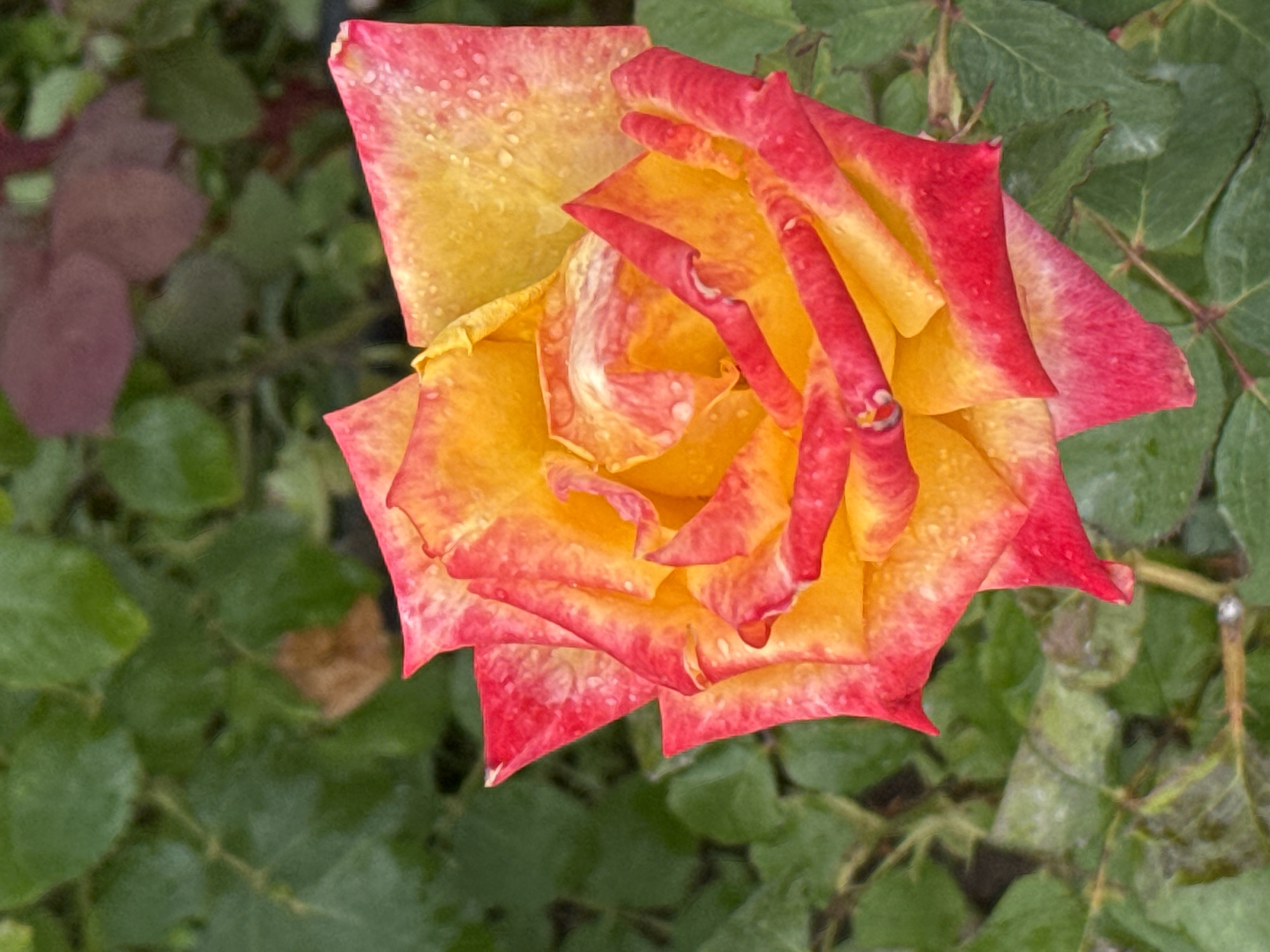 A close-up, overhead shot showcases a vibrant bi-colored rose in full bloom. The rose petals exhibit a gradient from a bright yellow at the center to a deep, fiery red at the edges, with a few dew drops glistening on their surface. The surrounding environment is a lush, green garden, with out-of-focus foliage providing a soft backdrop. In the upper right corner of the frame, a few blurred, dark red leaves are visible, adding a touch of contrasting color. The scene is outdoors, possibly a garden or park in Sary-Oy, Kyrgyzstan, where the natural beauty of the rose and its surroundings are highlighted.