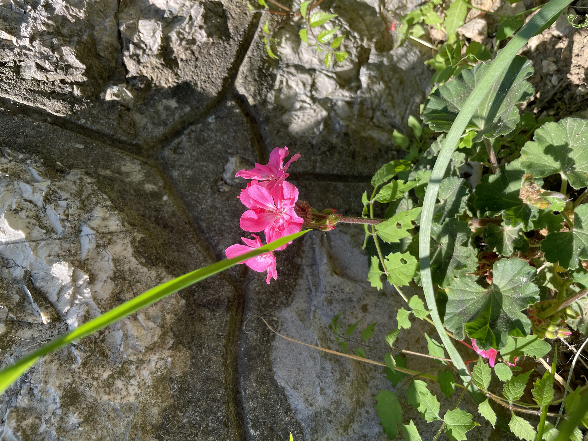 The image shows a close-up of a pink geranium flower blooming next to a stone wall in Šušanj, Montenegro. The wall is made of roughly textured, light-colored stones, with visible mortar lines. Various green plants and foliage surround the flower. A long, green blade of grass cuts across the image from lower left to upper right. The scene is bathed in sunlight, creating shadows on the wall and leaves. No people are visible in the frame.