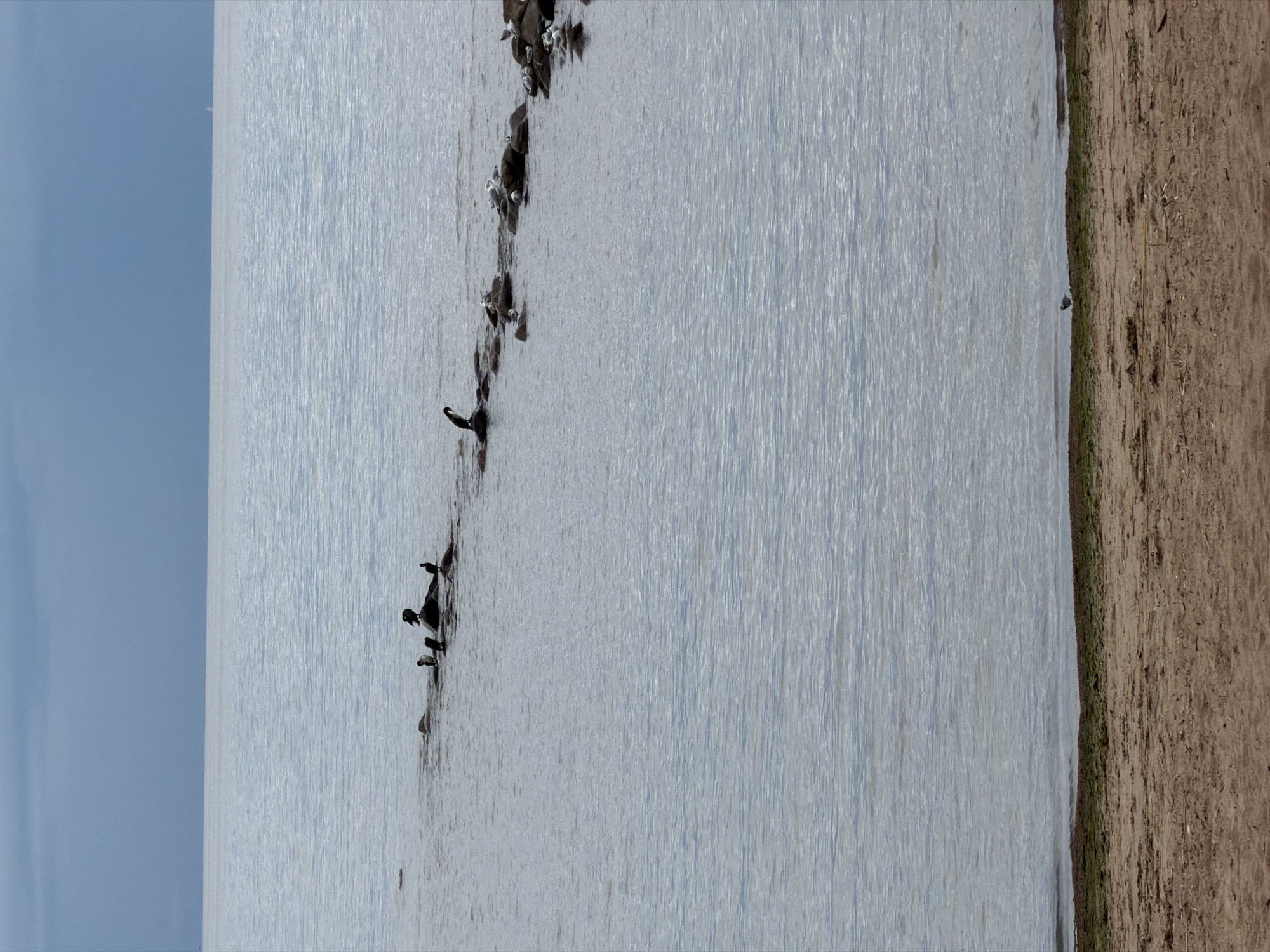 The image shows a desolate beach and a calm sea under a cloudy sky. In the foreground, a sandy beach with some scattered debris and a thin strip of green vegetation leads to the water's edge. A small bird stands near the waterline. The sea is a muted gray-blue, with gentle ripples on its surface. Extending into the water is a line of rocks, forming a natural breakwater. Several birds, including what appear to be cormorants and gulls, are perched on these rocks. In the distance, a faint white speck on the horizon suggests a sailboat or distant land. The overall impression is one of quiet solitude and natural coastal scenery.