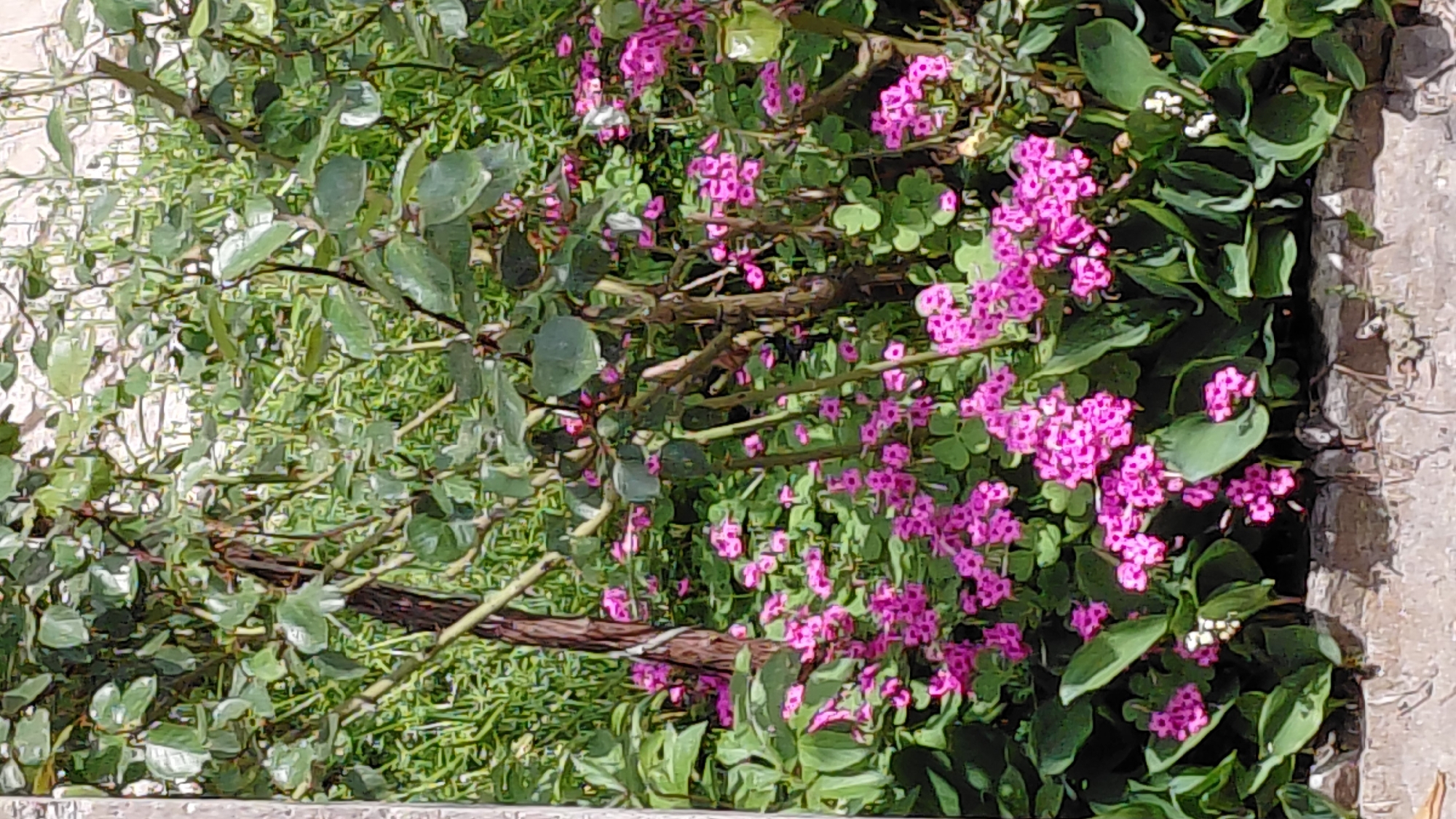 A close-up, outdoor shot shows a plant with pink flowers and green leaves. The location is unknown, but potentially urban due to the presence of concrete. The pink flowers are small and grow in clusters. Several types of green vegetation are visible. Some leaves are large and rounded, while others are smaller and more delicate. Branches are visible through the foliage. Some branches are a reddish brown colour.