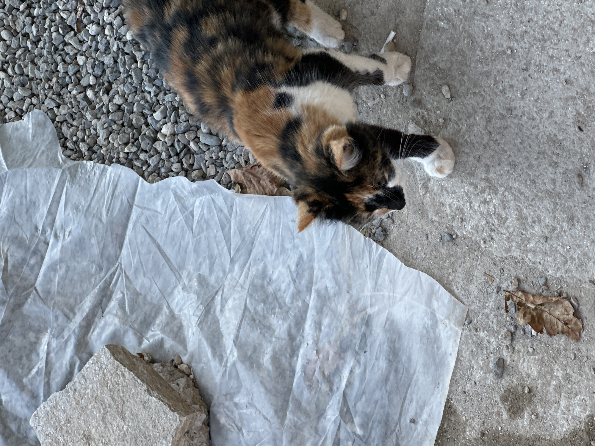 A calico cat walks on a concrete surface in Malevo, Bulgaria. The cat is predominantly black, orange, and white. To the left of the cat is a large, rough-textured light-colored stone. Behind the stone and to the left is a crumpled sheet of translucent white plastic. The background to the right of the plastic is covered in small, grey gravel. A single dry brown leaf rests on the concrete in the lower left of the frame. Another dry leaf is visible partially obscured by the plastic sheet.