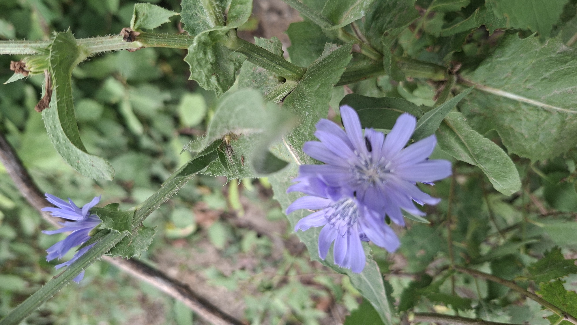 The image is a close-up, eye-level shot of two purple, daisy-like flowers with prominent, thin petals on a plant with serrated green leaves and a hairy stem. The flowers are in focus in the foreground, with the background being a blur of green foliage and a wooden branch. The scene appears to be outdoors, possibly in a natural setting or a garden. There are no people or any indication of human activity. The environment is lush and green, suggesting a temperate climate. The location is Hîncești, Moldova, though this detail is not visually discernible from the image itself.