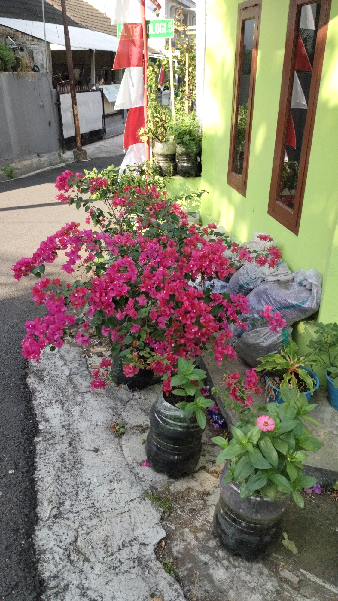 This image captures a vibrant scene outside a building with a lime green wall and two wooden-framed windows. In the foreground, a large bush of bright pink bougainvillea flowers is in full bloom, its branches cascading down. The plant is housed in a black plastic container, likely a repurposed large bottle. Adjacent to this, two smaller potted plants are visible. One has green foliage with a single pink zinnia flower, also in a black plastic bottle planter. Another plant with green leaves is in a blue pot to the right.
Behind the bougainvillea, a pole with alternating red and white Indonesian flags is prominently displayed. A sign with green lettering is attached to the pole, partially visible and reading "LTE OLOGI 5". In the background, a gray concrete wall with a metal gate and a tiled roof structure can be seen. Several large, opaque plastic bags, possibly containing soil or other materials, are stacked against the lime green wall. The scene is set on a concrete walkway next to an asphalt road. The lighting suggests it is daytime, with sunlight casting shadows. The location is identified as being in the city of Cimahi, Indonesia.