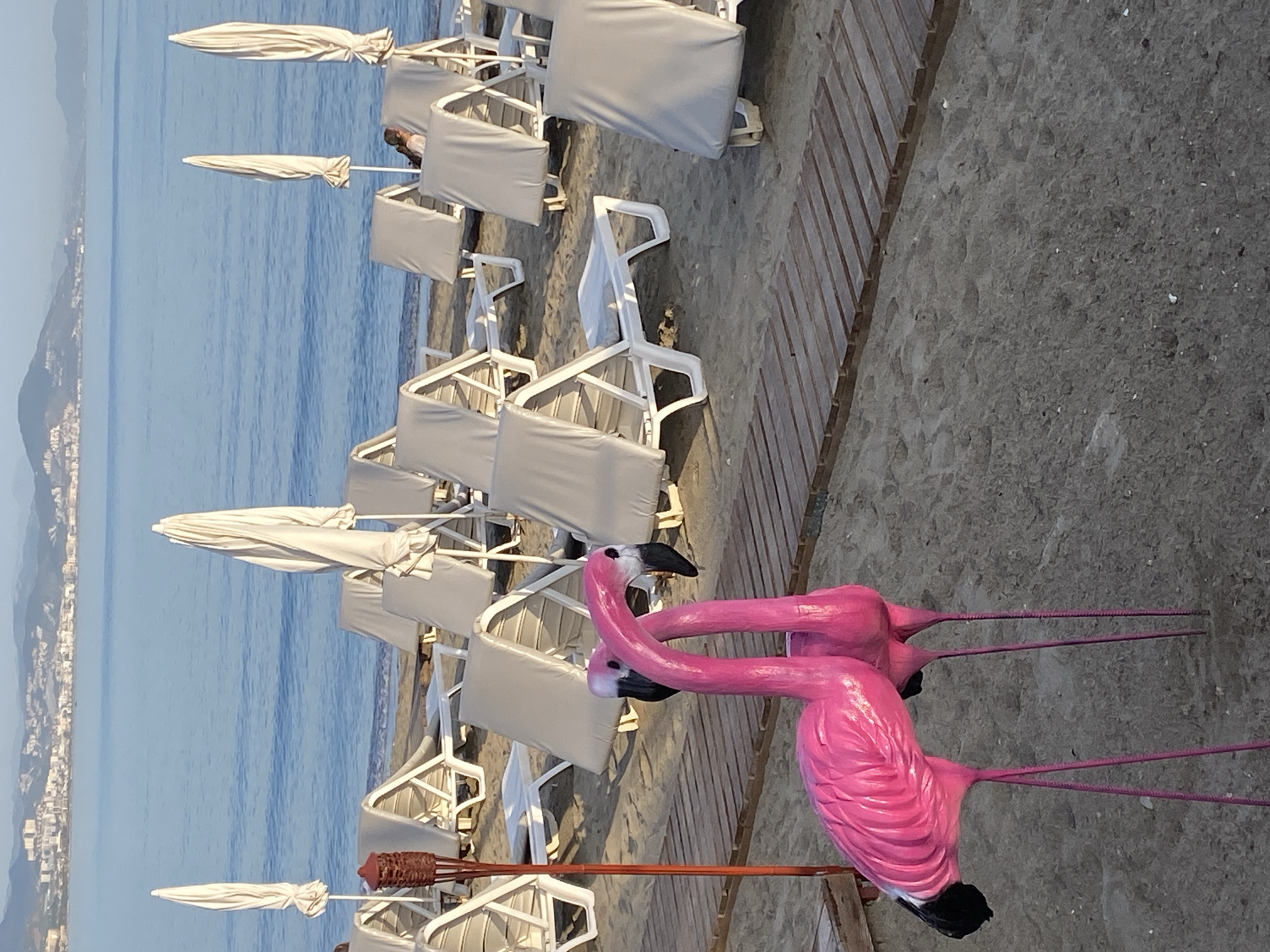 The image shows a beach scene in Alanya, Turkey. The beach is populated with rows of white beach chairs and closed white umbrellas. The Mediterranean Sea stretches out to the left of the frame, with the city of Alanya visible in the distance along the coastline. In the foreground are two bright pink plastic flamingos stuck into the sand near a wooden boardwalk. They appear to be decorative.