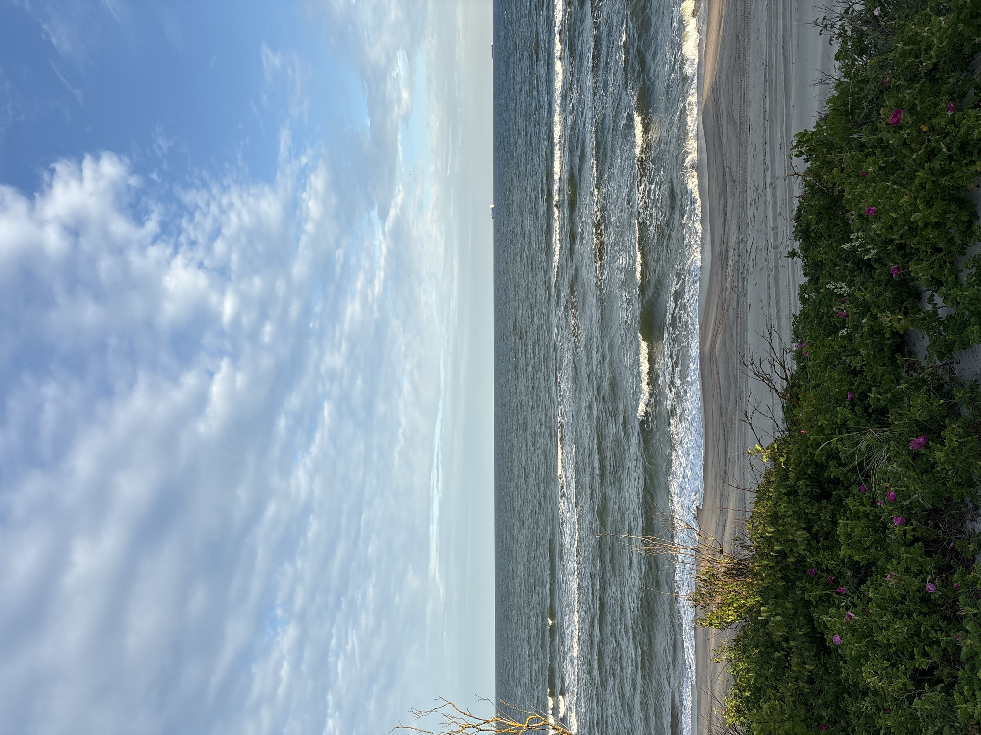The image depicts a tranquil coastal scene. The foreground is dominated by lush green vegetation with scattered pink flowers, suggesting a natural, unmanicured area. Behind the vegetation, a sandy beach stretches out, marked with tire tracks and footprints, indicating recent human activity or vehicle presence. Gentle waves are rolling onto the shore, creating a line of white foam. The sea is a deep, dark blue-green, stretching out to the horizon. In the distance, two cargo ships are visible on the calm waters. The sky is a soft blue, with scattered clouds creating a dynamic pattern. The overall impression is one of a serene, natural environment with subtle signs of human presence. The location is the Baltic Sea coast near Baltiysk, Russia.