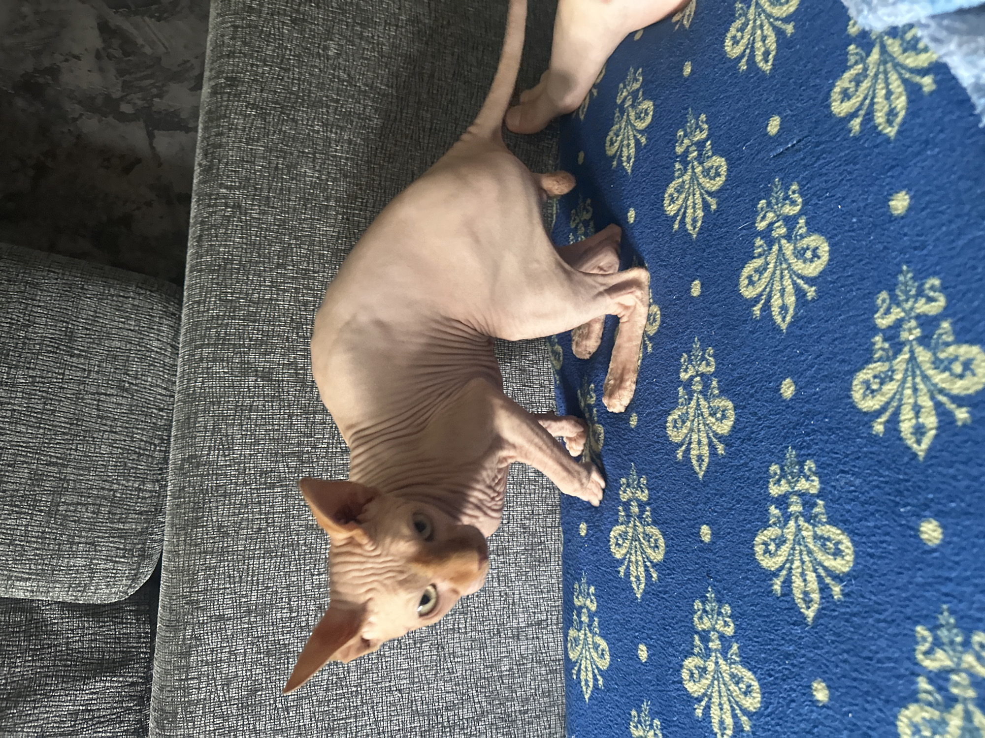 A light-skinned Sphynx cat with large ears and green eyes is pictured in a side profile, facing left. The cat is in a crouching position on a blue blanket adorned with a yellow ornate floral pattern. The cat's body is wrinkled, typical of the breed, and it is positioned on a blue blanket with a yellow damask-like pattern. In the background, the cat is partially obscured by a grey textured sofa. To the right of the cat, a human leg is visible, with the foot resting near the cat's tail. The scene appears to be indoors, possibly in a residential setting. The location is identified as Maladzyechna, Belarus.