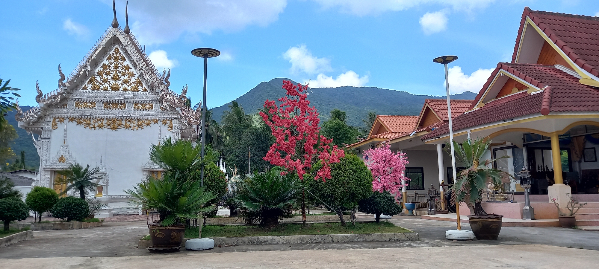 This image captures a serene view of a temple complex in Baan Chaloklum, Thailand, set against a backdrop of verdant mountains under a bright blue sky with scattered white clouds.
On the left, a magnificent Thai temple building is visible, characterized by its pristine white facade adorned with elaborate gold patterns and intricate stucco work. The multi-tiered roof features pointed spires and decorative elements, likely representing traditional Buddhist or Hindu iconography. The details include golden floral motifs on the gable and ornate borders along the eaves.
To the right of the temple, a more contemporary or residential-style building stands with a striking reddish-brown tiled roof and yellow trim. It has an inviting covered porch area supported by pillars.
The grounds between the buildings are meticulously landscaped, featuring several trees with vibrant blossoms. A prominent tree bursts with bright red-pink flowers in the mid-ground, while a smaller tree with softer pink blossoms is closer to the residential building. Various green shrubs and potted, palm-like plants are interspersed throughout the concrete pathways and grassy patches. Two tall lampposts with circular tops are also present, one near the center and another closer to the residential building.
The scene depicts a clear, bright daytime with good visibility of the distant, tree-covered mountains. No people are visible, and there are no discernible activities taking place, contributing to a peaceful and still atmosphere. Some faint, illegible text might be present on a banner or decoration near the entrance of the residential building.