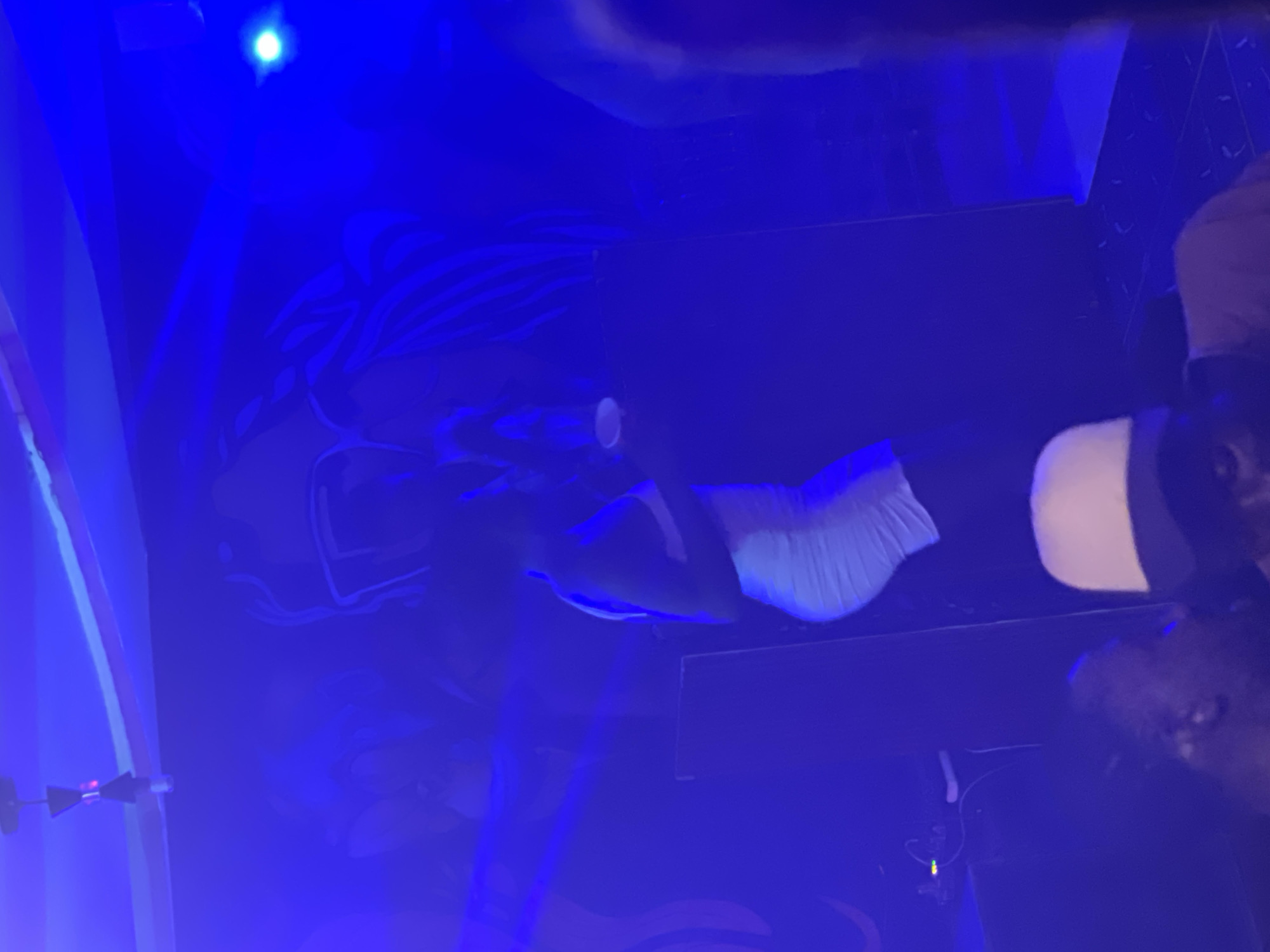 The image shows a dimly lit nightclub setting in Durumi, Nigeria, characterized by intense blue lighting and some faint murals on the wall. In the center of the frame, a person in a white, form-fitting dress is standing, holding a microphone and a cup, appearing to be performing or hosting an event. Their face is not clearly visible due to the lighting and angle. In the foreground, parts of other individuals can be seen, one wearing a cap. The overall atmosphere suggests a lively event, possibly a concert or a party, within the nightclub.