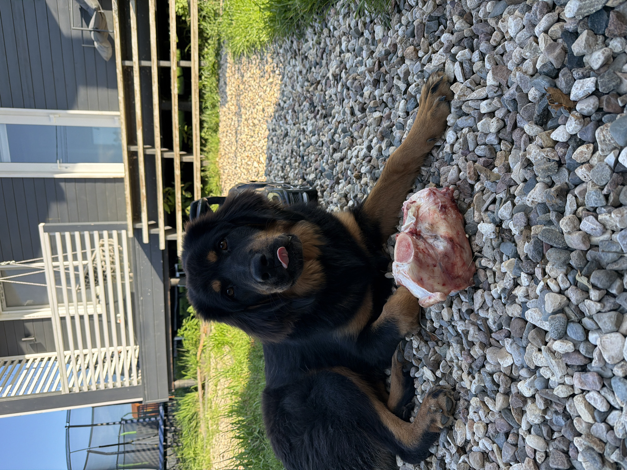 A black and tan dog with its tongue out is lying on a gravel path in front of a wooden house in the village of Stepankovo, Russia. A large piece of raw meat sits in front of the dog. In the background, there is a trampoline and a porch with white railings. The sky is clear and blue, and the sun is shining.