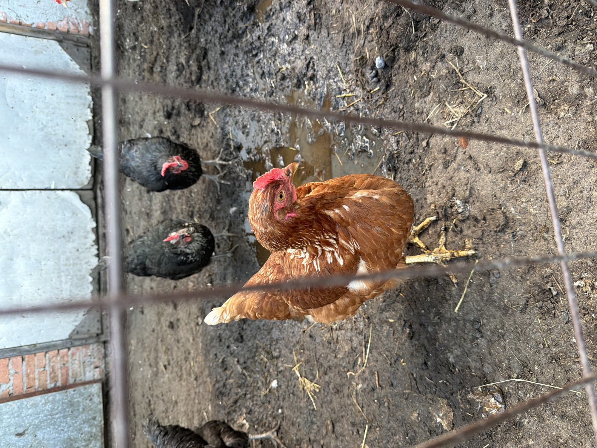 The image shows a chicken coop located in Unknown, Unknown. The coop has a wire mesh fence. Inside the coop, there are three chickens: two black chickens and one brown chicken. The ground inside the coop is muddy.