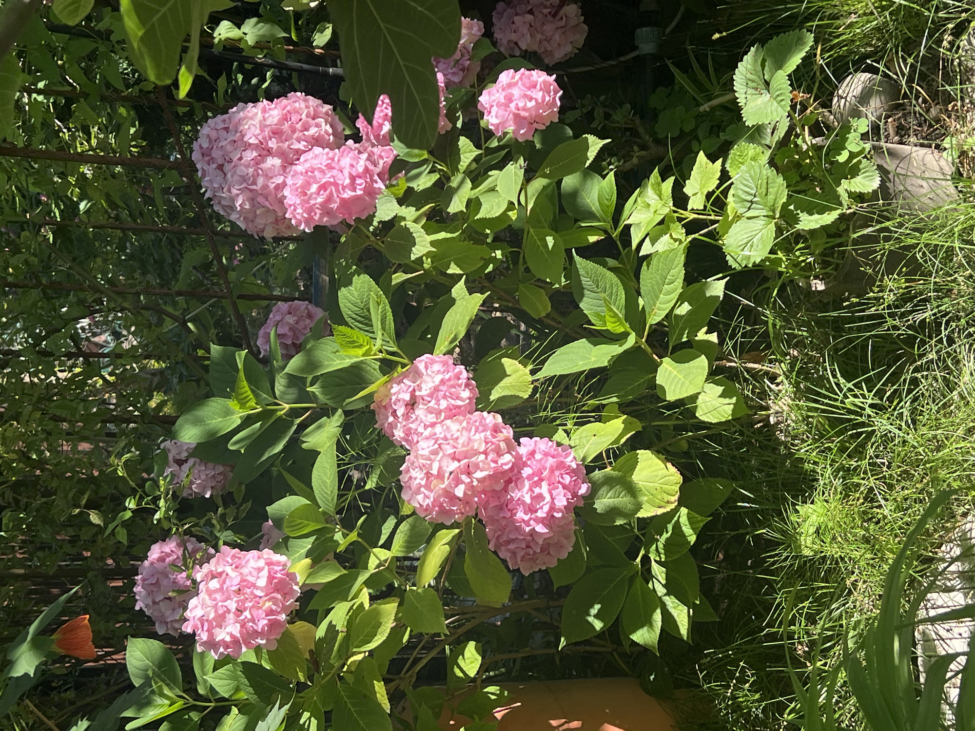 An outdoor, medium-shot photograph captures a cluster of bright pink hydrangeas blooming in a garden. The hydrangeas are the central focus, with their large, rounded flower heads dominating the frame. Lush green foliage surrounds the flowers, with individual leaves clearly visible. The scene is bathed in natural sunlight, casting shadows and highlighting the textures of the plants. In the background, a dark, dense green hedge or fence provides a natural backdrop. The ground is covered in a layer of green grass, appearing somewhat wild and untamed, with some patches of dry grass visible. A hint of an orange flower, possibly a nasturtium or abutilon, is visible in the upper left corner, adding a contrasting splash of color. The overall impression is one of a vibrant, natural garden setting, likely a residential garden or park, on a sunny day. The image does not depict any people or specific urban landmarks that would allow for precise localization to Sochi, Russia, beyond a general assumption of a temperate climate suitable for hydrangea cultivation.