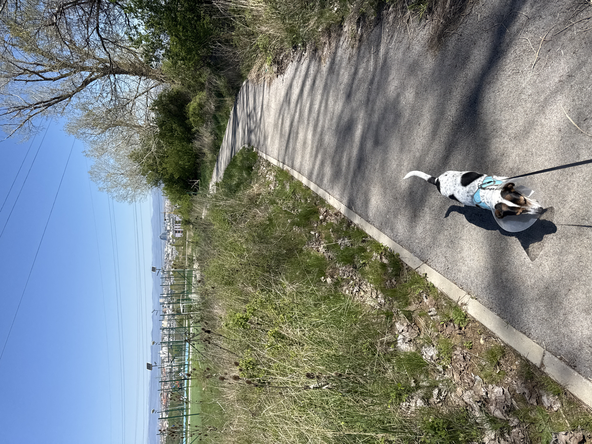 A horizontal, medium shot shows a paved path, bordered by vegetation on one side and trees and a cityscape in the distance on the other. A dog wearing a cone is walking on the path, held by a leash. The location is likely in the city of Sofia, Bulgaria, indicated by the cityscape visible in the distance. The scene is lit by sunlight, casting shadows on the path and the dog.