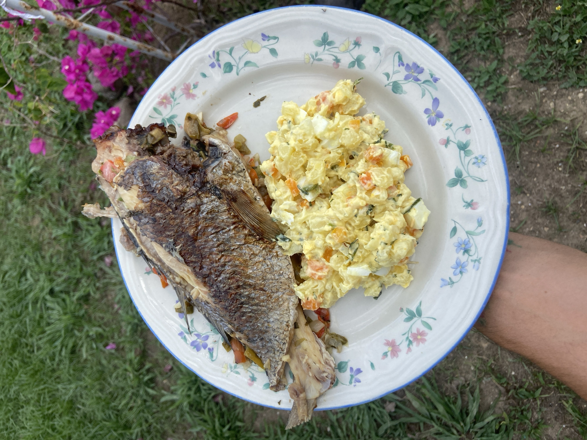 The image displays an overhead view of a meal being held outdoors in Los Velásquez, Venezuela. A light-skinned human forearm, visible at the bottom center, supports a white ceramic plate. The plate features a blue-rimmed edge and a floral pattern composed of small blue, pink, and green flowers and foliage.
The plate contains two main food items: a whole, cooked fish and a serving of potato salad. The fish, positioned on the left, has a dark brown, presumably grilled or baked, skin with visible scales. Its body cavity is partially open, revealing a stuffing of chopped vegetables including red and green pieces. The head and tail sections of the fish remain intact.
To the right of the fish is a portion of potato salad. The salad is a pale yellow, indicating a creamy dressing, and contains visible diced potatoes, chunks of white hard-boiled egg, small orange pieces (likely carrots), and green specks of herbs.
The background shows an outdoor environment. The ground beneath and surrounding the plate consists of green grass intermingled with patches of exposed soil. In the upper right portion of the image, out of focus, are vibrant magenta flowers, consistent with bougainvillea, growing on a plant. A partially visible, corroded metal pole or structure stands behind the flowering plant.