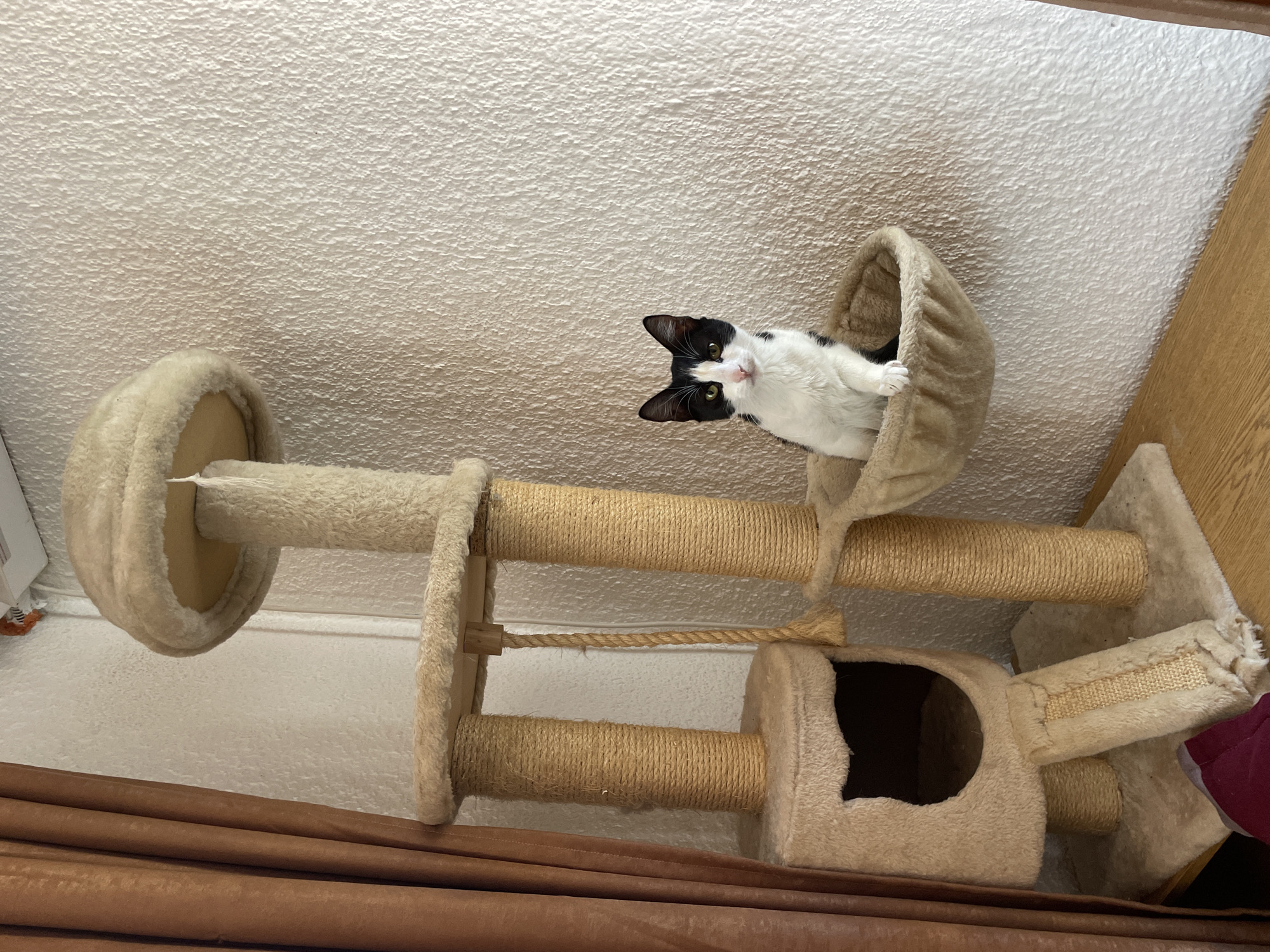 A black and white cat is perched in a tan-colored cat tree. The cat tree has multiple levels and scratching posts wrapped in rope. The background includes a textured white ceiling and part of a wooden cabinet. There is also a brown curtain visible at the bottom of the image. The location in Smolyan, Bulgaria, is not discernible from the image.