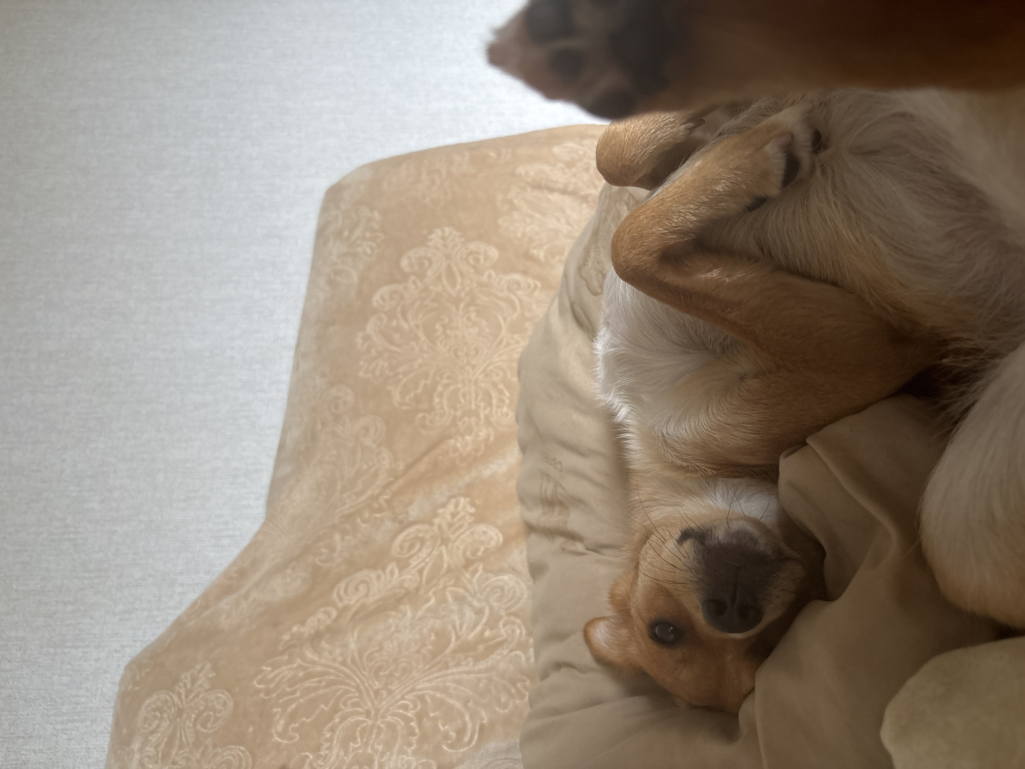 An eye-level, close-up shot shows a light brown dog lying on its back on a tan colored bed. The dog has its paws in the air and is looking at the camera with its head tilted to the left. The background is a light gray wall with a tan couch to the left of the frame. The image appears to be taken indoors in a domestic setting. No information about the city of Inskoy, Russia is available in this image.