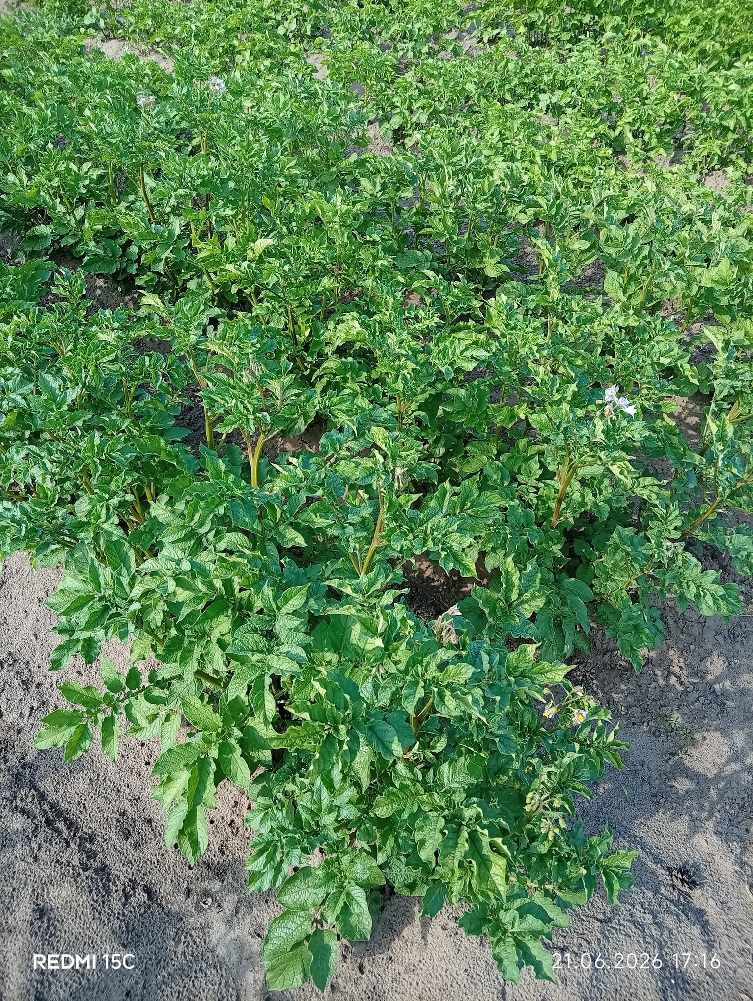 The image shows a field of potato plants with green leaves and some small white flowers. The plants are growing in sandy soil. The lighting suggests it is daytime. The bottom of the image contains text overlays: "REDMI 15C" on the left and "21.06.2026 17:16" on the right. The location is identified as Mykolaivka, Ukraine.