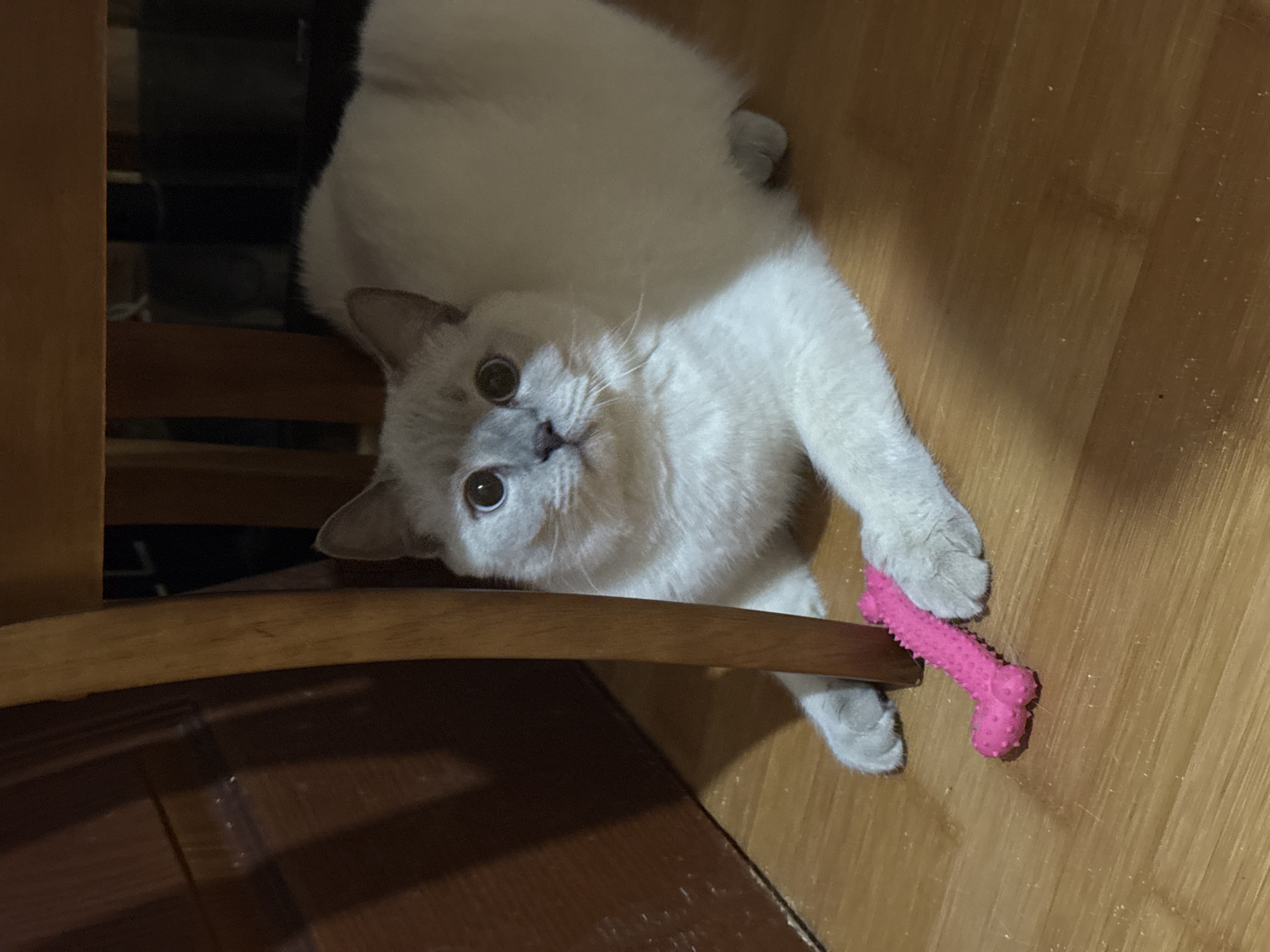 A domestic cat with light-colored fur and dark eyes lies on a wooden floor, looking up at the camera. The cat is positioned on its back with its head tilted to the side. Its right paw is extended, holding a small, pink, bone-shaped toy. The cat's ears are perked, and its expression appears curious or playful. The background consists of a wooden floor and the base of a wooden chair. The lighting suggests it might be indoors during the day or evening.