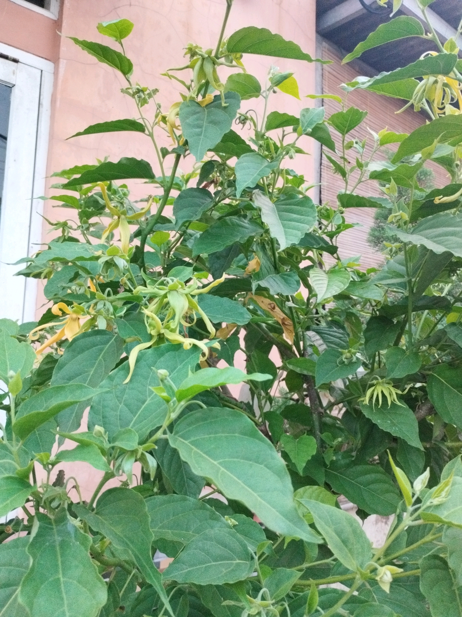 A close-up, vertical shot captures a flowering plant with large green leaves and delicate yellow-green blossoms. The plant is situated outdoors, with a pale pink wall and a portion of a window visible on the left side of the frame. In the background, a light brown, slatted structure is partially visible. The plant itself appears healthy and lush, with numerous leaves and several clusters of flowers in various stages of development. Some flowers are fully open, displaying their unique, elongated petals, while others are still in bud form. The overall impression is one of natural beauty and vibrant growth, likely in a garden or outdoor space in the vicinity of Bojong Gede, Indonesia.
