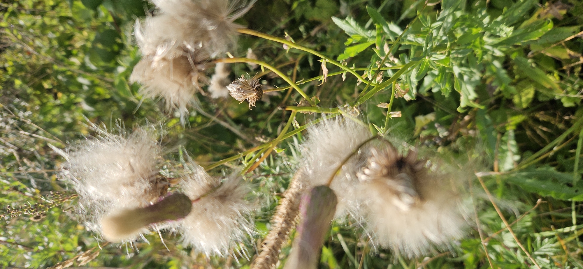 A close-up, shallow depth of field photograph captures several fluffy, seed-bearing structures of a thistle plant against a blurred green background of foliage and grass. The foreground features multiple thistles in various stages of development, some appearing as tan, feathery seed heads, while others show darker, bud-like bases. Small water droplets are visible on some of the seed hairs, catching the sunlight. In the mid-ground, a single, dried thistle head is visible, brown and shriveled. Thin green stems and stalks intermingle, supporting the plant structures. The overall impression is one of natural decay and propagation in an outdoor environment. The location is the village of Mazalava, Mazalava rural council, Belarus.
