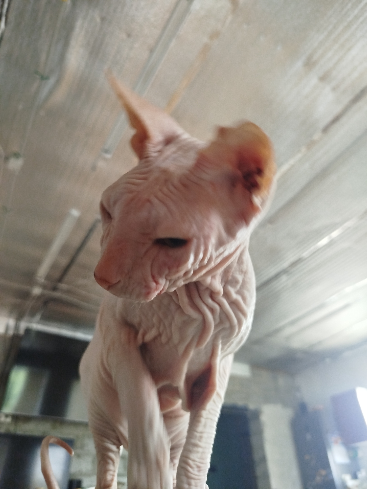 A low-angle, slightly blurry medium shot captures a Sphinx cat indoors. The cat is light pink with visible wrinkles and large ears. Its head is tilted down and to the side, with one eye partially visible and dark. The cat's front left leg is extended forward. The background is out of focus, showing a ceiling with exposed beams or conduits, possibly in a workshop or unfinished room. A curved object, possibly a tail, is visible in the lower left corner. The image does not contain any specific landmarks or visual cues that would allow for identification of its location within Zavodoukovsk, Russia.