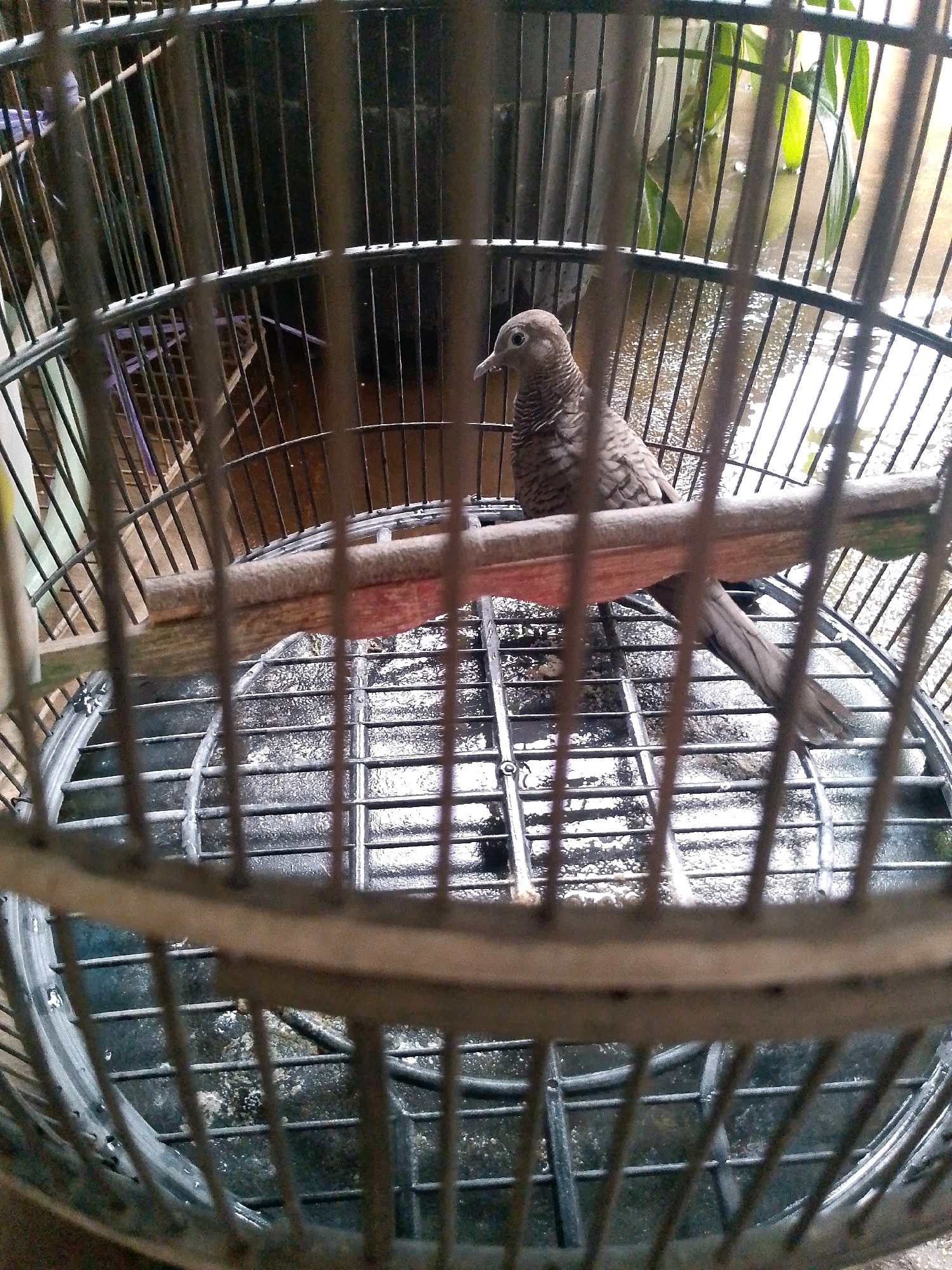 A dove is perched on a wooden branch inside a metal birdcage. The bird is predominantly gray with darker striped markings on its wings and head. Its beak is pointed forward, and its eye is looking to the left. The cage bars are visible in the foreground and background, creating a barred effect on the entire image. The floor of the cage appears to be a metal grate with some water and debris beneath it. In the background, out of focus, are green leaves and a wall, suggesting an outdoor or semi-outdoor environment. The overall impression is of a domestic setting, likely a home or a yard.