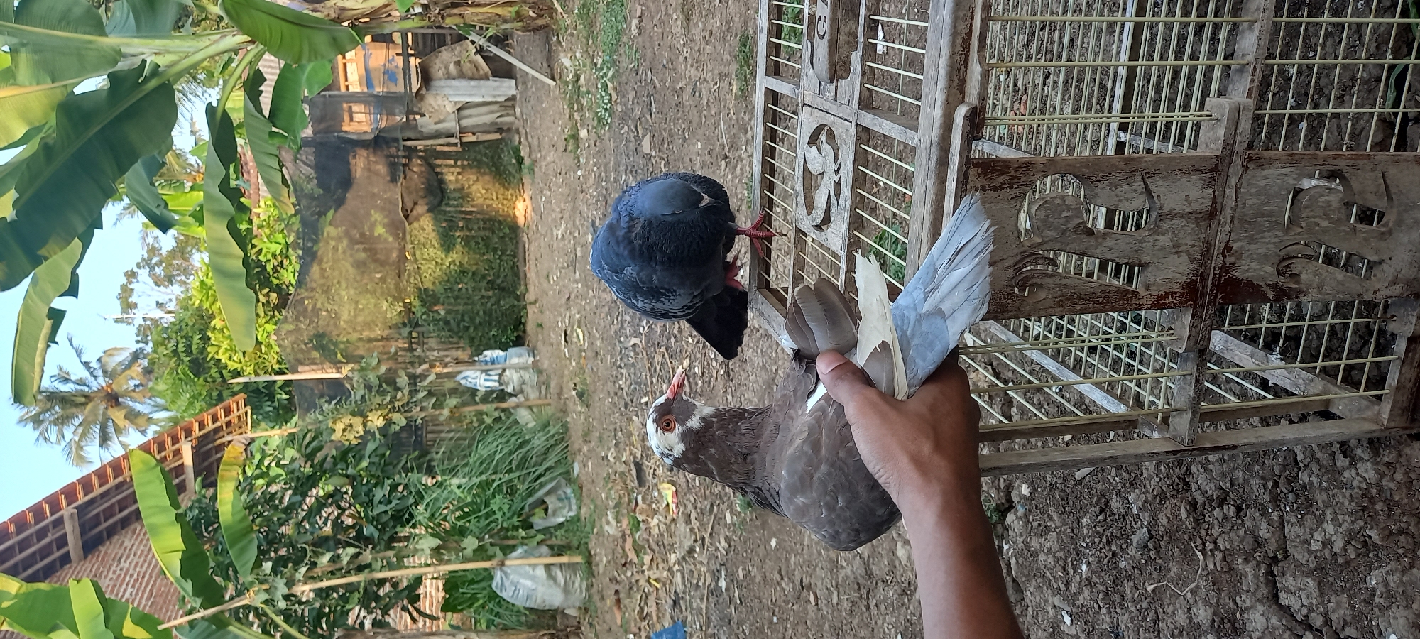 In Sidamulya, Indonesia, an outdoor scene features two pigeons on a rustic wooden and wire cage. A person's hand holds one pigeon, a brown and white bird with a red eye, by its wing and tail feathers, displaying its pale blue flight feathers. This pigeon is positioned on the left side of the frame. To the right, a dark gray pigeon stands on the cage, facing downwards with its head bowed. The cage itself is aged, with intricate carved wooden panels on its side. The ground is covered with dry earth, small stones, and scattered debris. In the background, a brick house with a tiled roof is visible, surrounded by lush green vegetation, including banana trees. The overall atmosphere suggests a rural or semi-rural environment.