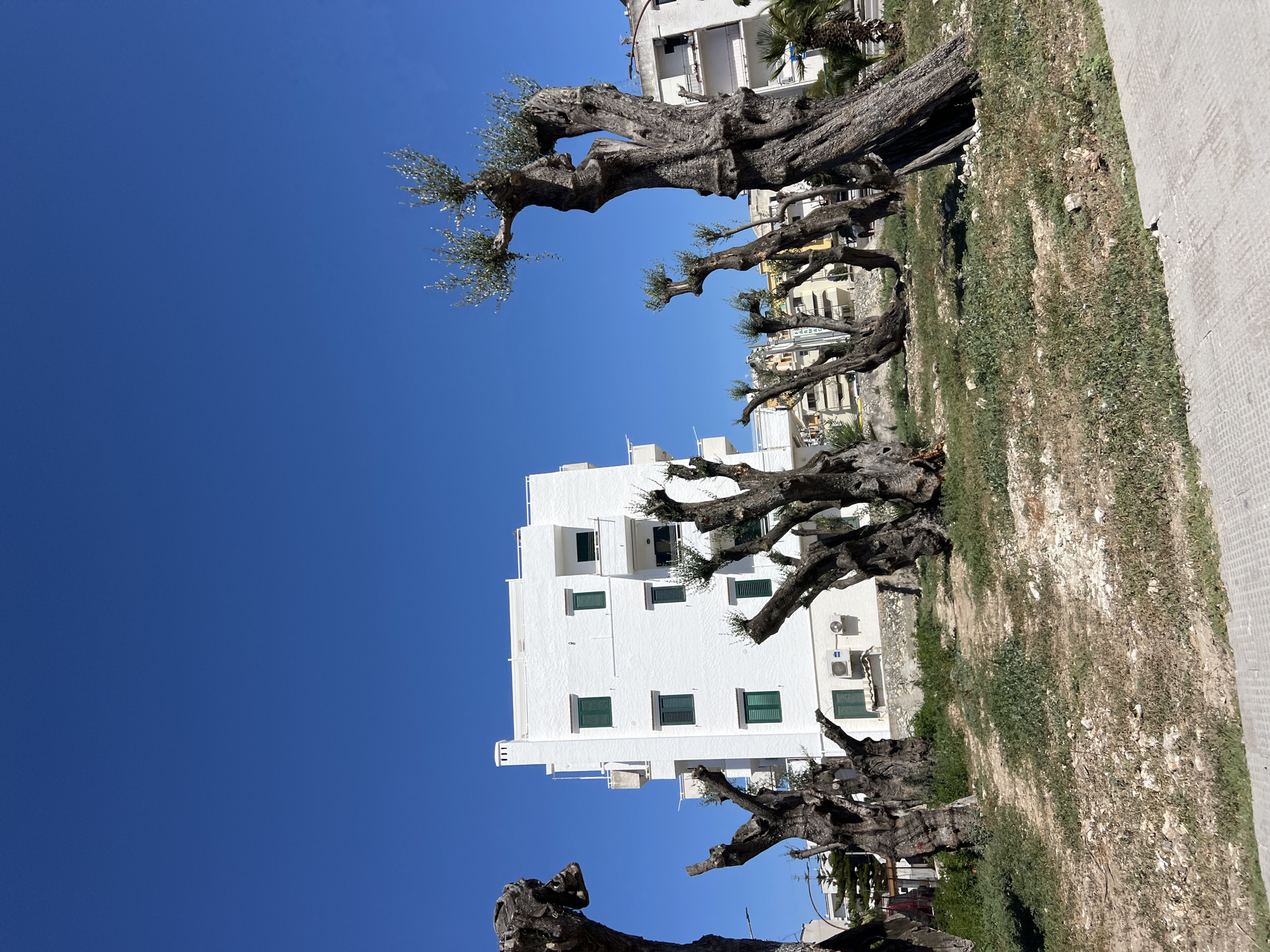 The image depicts an outdoor scene in Vieste, Italy, dominated by several old, gnarled olive trees with sparse foliage. In the background, a modern white building with green-shuttered windows stands against a clear blue sky. The ground in the foreground is a mix of dry earth, patches of sparse green grass, and scattered stones. The lighting suggests it is daytime, likely with strong sunlight. There are no people visible in the image. The overall impression is one of a Mediterranean landscape with a blend of natural and urban elements.