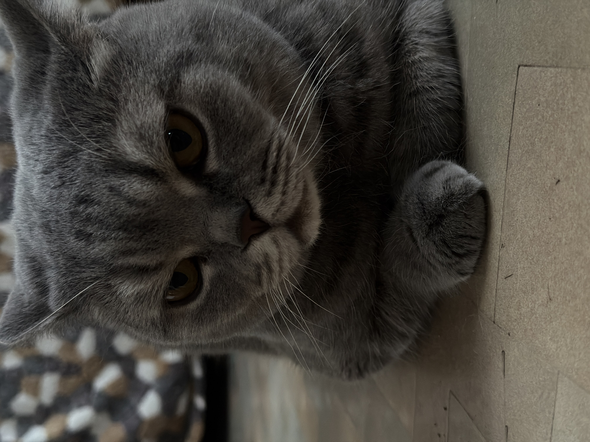 A close-up shot of a gray cat with golden eyes. The cat's face is tilted toward the viewer, revealing its whiskers and paw. The background shows a tiled floor. The photo's location is not discernible from the image.