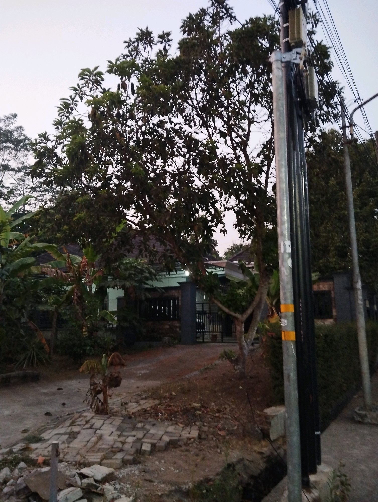 The image depicts an outdoor scene, likely in a residential area in Salatiga, Indonesia, given the presence of tropical vegetation and architectural style. In the foreground, a narrow drainage ditch runs along the right side of the frame, bordered by concrete and overgrown grass. A tall utility pole with multiple attachments and yellow warning bands stands prominently on the right, accompanied by numerous electrical wires.
To the left of the utility pole, a large, leafy tree dominates the middle ground, its branches casting shadows. Behind the tree, a modest house with a dark roof and a light-colored wall is visible. The house features a fence with vertical bars in front of it, and there are indications of windows with dark bars or shutters. Various plants, including banana trees with their characteristic large leaves, are scattered around the property, creating a dense, green environment.
The ground is a mix of dirt, scattered leaves, and what appears to be broken brickwork and paving stones in the immediate foreground. The overall lighting suggests it is either early morning or late evening, with a muted sky. There are no people visible in the image. The scene is static and appears to capture a moment of everyday life in a tropical urban or suburban setting.
