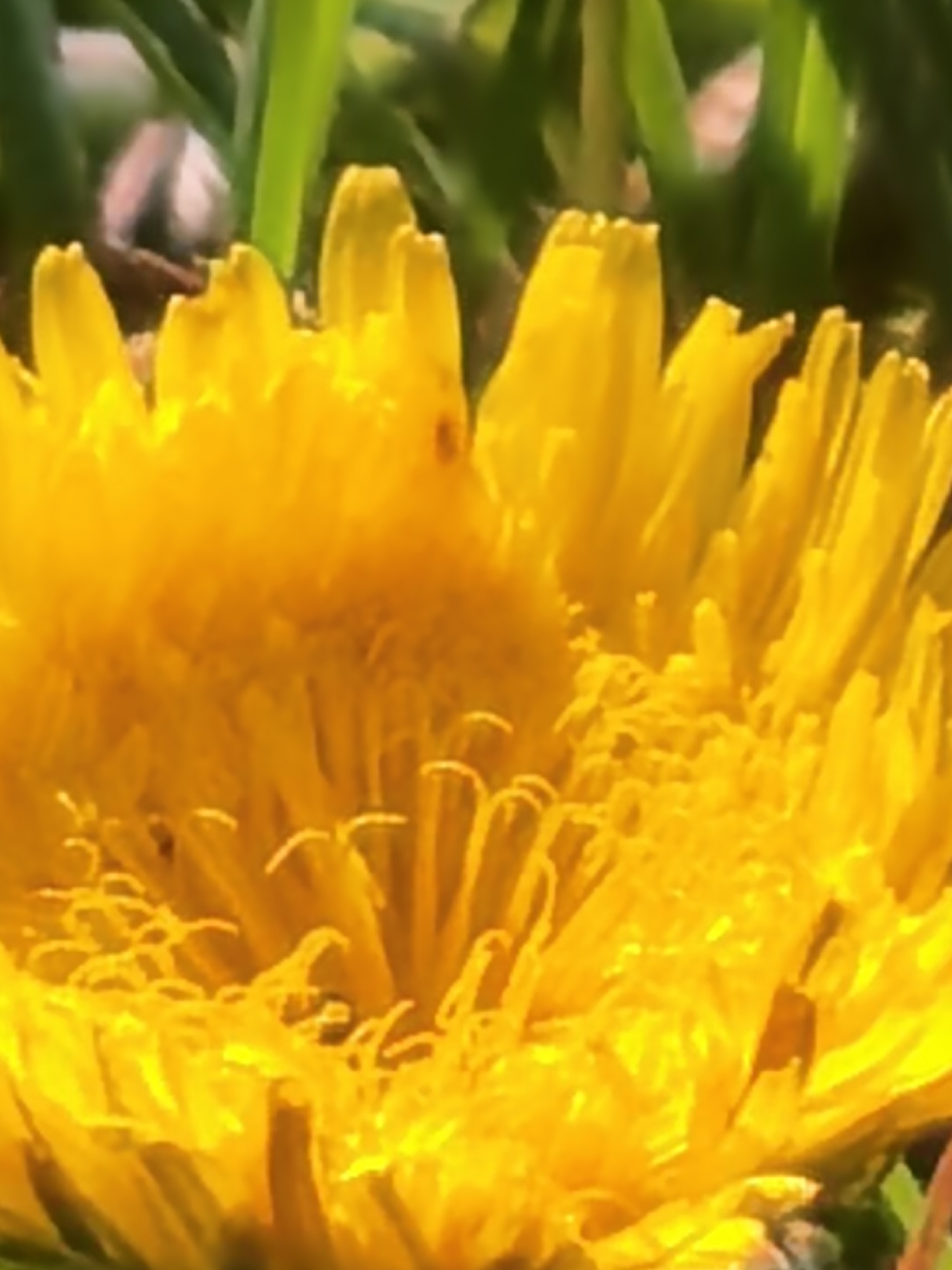 A close-up shot shows a dandelion flower in full bloom, its bright yellow petals radiating outwards. The center of the flower displays numerous thin, thread-like structures. Green blades of grass are visible behind the dandelion. The location is not specified, and cannot be inferred from the image.