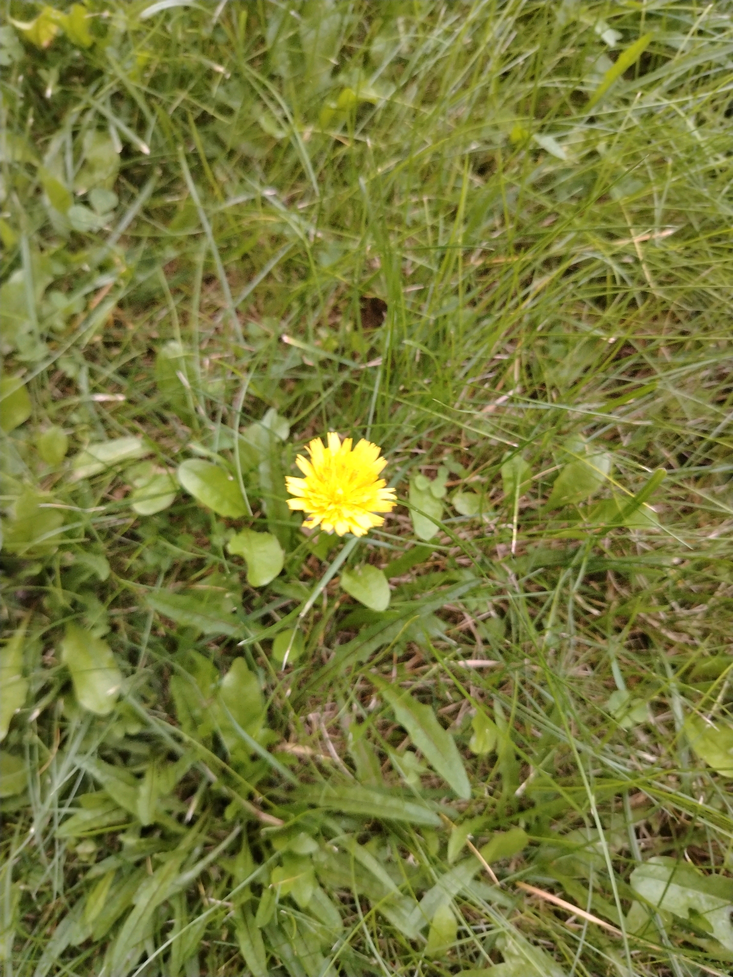 The image is a close-up, top-down view of a single yellow dandelion flower in a patch of green grass. The dandelion is in the center-right of the frame. The grass is tall and appears somewhat unkempt. The lighting suggests it is daytime, possibly overcast. There are no people or other animals visible in the image. The location is not specified in the image data.