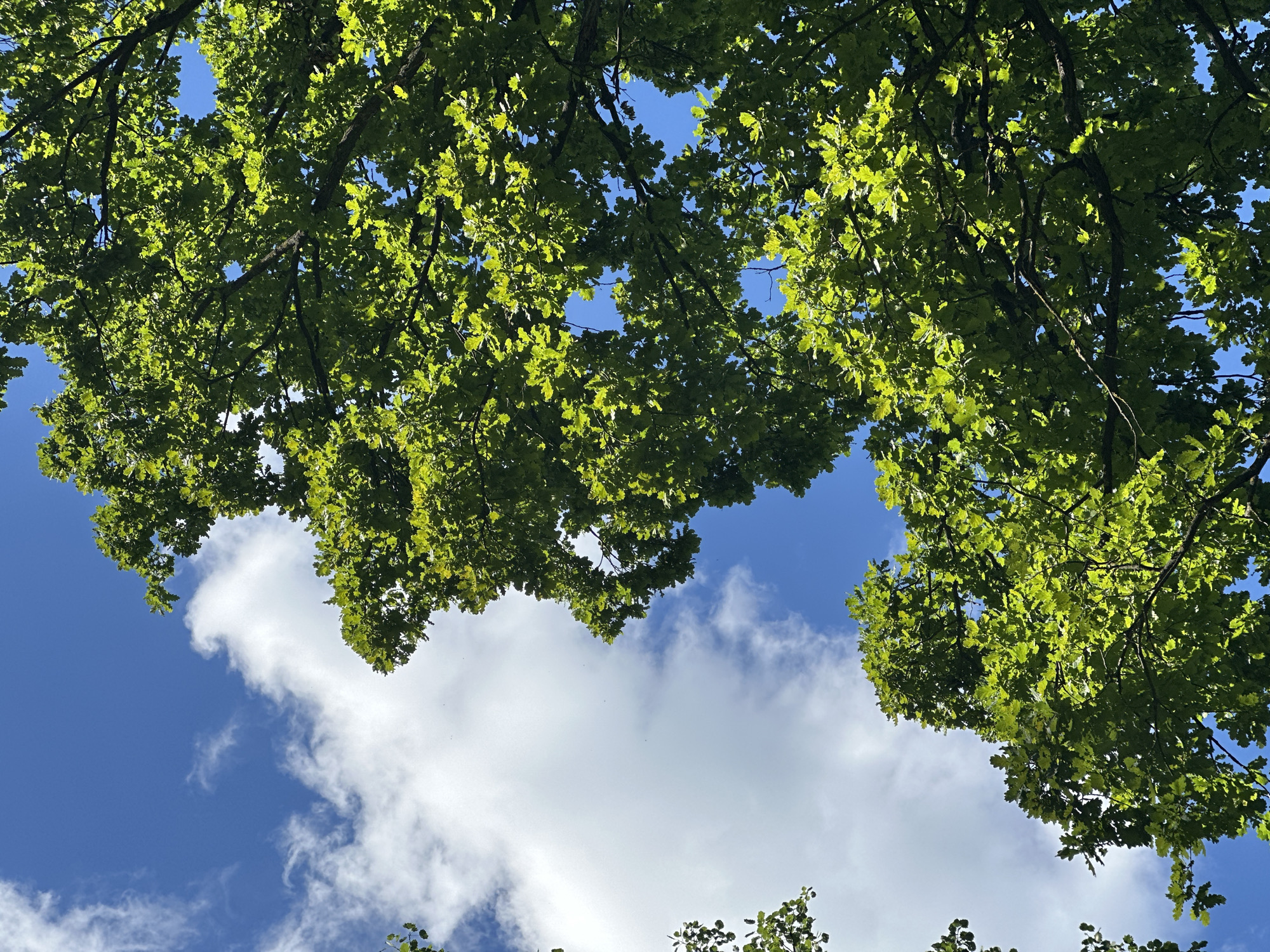 The image is a low-angle shot looking up at the canopy of a large oak tree against a bright blue sky with scattered white clouds. The leaves of the tree are a vibrant green and are illuminated by the sun, creating a dappled effect. The branches of the tree are dark and textured, providing a stark contrast to the foliage. Some of the leaves are in sharp focus, while others are blurred, suggesting movement or depth of field. The overall impression is one of natural beauty and serenity. The image does not contain any people, actions, or interactions. It is impossible to determine the location of the image within a city.