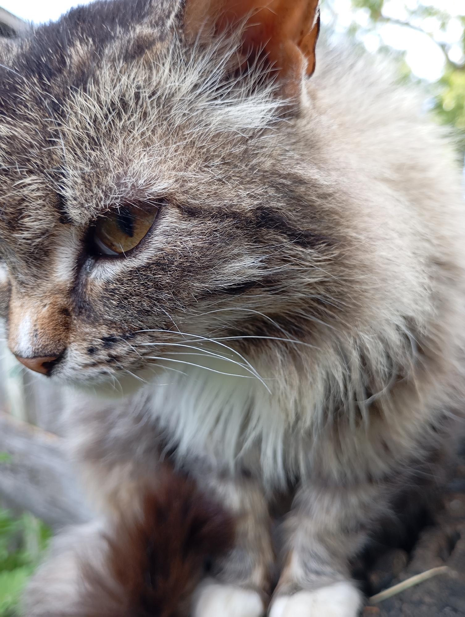 The image is a close-up portrait of a long-haired domestic cat with a tabby pattern. The cat is shown in profile, looking downwards and to the left of the frame, with its gaze directed outside the picture. Its fur is a mix of brown, grey, and cream tones, featuring distinct darker stripes on its head, cheeks, and body. A prominent white patch covers part of its nose and extends down to its chest, with its nose leather being a soft pinkish-brown. The cat's visible left eye is a striking golden or amber color, reflecting ambient light. Numerous long, white whiskers extend from its muzzle. Part of an ear is visible at the top, showing light brown skin within.
The background is heavily blurred, creating a soft, out-of-focus effect with abstract shapes of green and light tones, indicative of an outdoor setting such as a garden or natural environment with foliage and sky. A white paw is partially visible at the bottom right, suggesting the cat is in a relaxed or seated position. The lighting is bright and natural, indicating it is daytime. The cat's expression conveys a sense of calm observation or quiet contemplation. There is no visible text in the image. The location context provided for this media file is Фоки, Russia.