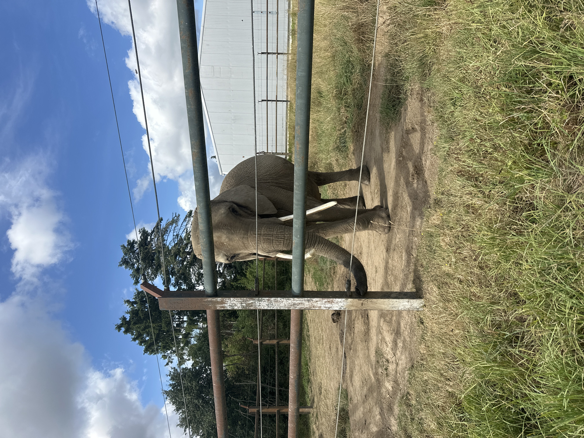An adult elephant is standing in a fenced enclosure. The elephant is facing the viewer and has its trunk extended. The enclosure appears to be an outdoor habitat, possibly at a zoo or wildlife park, with dirt ground and grass. In the background, there are trees, a building, and a cloudy blue sky. The fence is made of metal poles and wires. The image is taken during the daytime, with sunlight casting shadows. There is no indication of the location in the city of Ziegendorf, Germany.