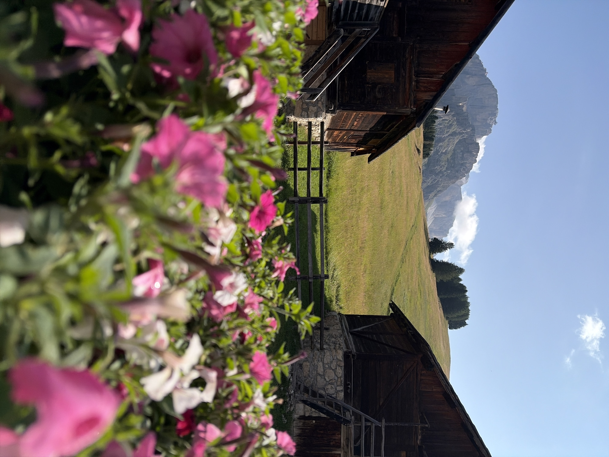 The image depicts a scenic view of a rural mountainous landscape, likely in the Dolomites region near Canazei, Italy. In the foreground, a cluster of vibrant pink and white petunias are in sharp focus, their petals and green leaves creating a soft, blurred barrier. Behind the flowers, two rustic wooden barns with stone foundations are visible, flanking a grassy incline. The barns appear aged, with visible wooden planks and access ladders. A weathered wooden fence runs horizontally between the barns, separating the immediate foreground from the gently sloping field. The field itself is a tapestry of golden grasses, stretching towards a backdrop of imposing, rugged mountains. These mountains, characteristic of the Dolomites, rise majestically under a clear blue sky, with a few wispy white clouds drifting in the distance. The overall impression is one of serene natural beauty and traditional alpine architecture.