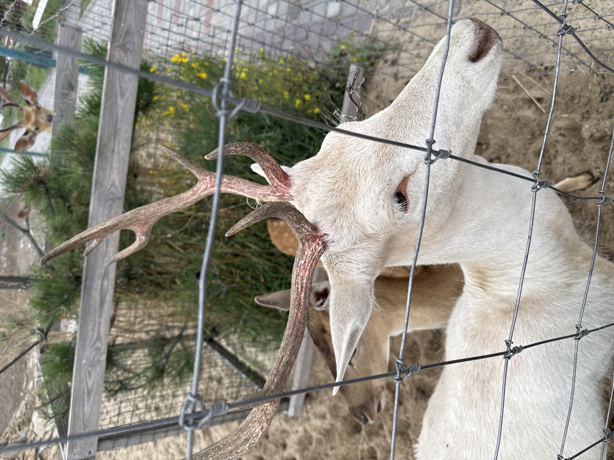 An albino deer stands behind a wire fence in an enclosure with sandy ground and sparse vegetation, possibly at a zoo or animal park. Another deer, a fawn color, is visible behind it. In the background, a wooden fence and more trees are seen, with yellow flowers scattered amidst the foliage. A third deer with antlers is visible in the distance, peering over the fence. The overall lighting suggests an overcast day.