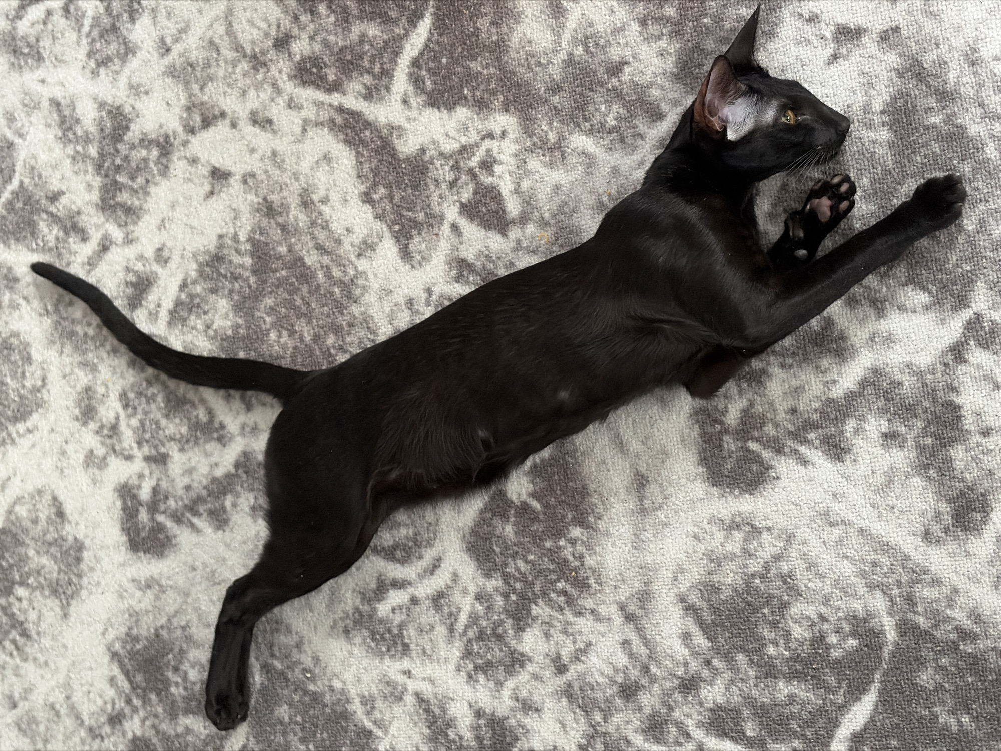 This image was captured indoors in the city of Chaikovsky, Russia. The scene displays a slender, solid black domestic cat, consistent with an Oriental Shorthair type, resting supine on a patterned floor covering. The cat's body is elongated, with a long, thin tail extending towards the upper left. Its head is turned towards the viewer's right, revealing prominent, large ears with light grey or white fur visible within them. The cat possesses bright yellow-gold eyes. One front paw displays visible pink paw pads, while its limbs are extended outwards in a relaxed posture. The underlying surface is a carpet or rug featuring an abstract, mottled pattern in shades of grey and off-white. Lighting appears to be ambient and diffused.