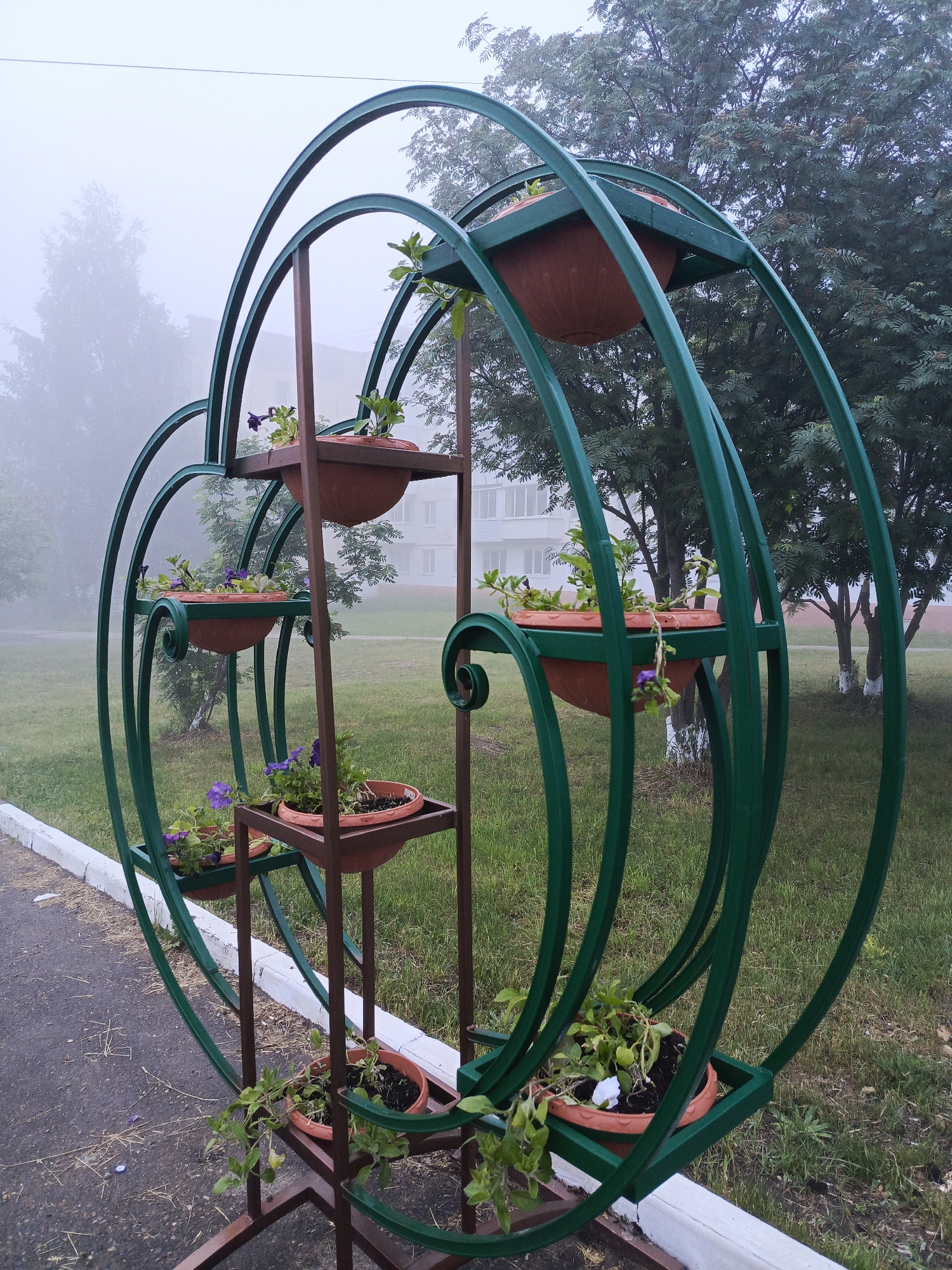 The image presents an outdoor scene dominated by a large, decorative metal flower stand on a foggy day in Chaikovsky, Russia. The stand is painted a dark forest green and features a distinctive circular, almost Ferris wheel-like design, incorporating various curvilinear and vertical supports. Integrated into this metal framework are several brown terracotta flower pots. These pots hold small green plants, many of which are adorned with delicate purple flowers, suggesting petunias. One pot at the bottom also shows a plant with a single white bloom.
The flower stand is positioned next to an asphalt path that has a white concrete curb. Beyond the path and the stand, there is a grassy area with several trees. Some trees have dark green foliage, while others are more faintly visible due to the atmospheric conditions. In the background, a multi-story residential building with balconies and windows can be vaguely discerned through the thick mist, indicating an urban or suburban setting.
The most prominent notable detail is the heavy fog that permeates the entire scene. This fog creates a soft, diffused light, significantly reducing visibility and lending a muted, quiet, and slightly melancholic atmosphere to the image. The weather suggests either an early morning or a damp, overcast day. There is no human activity taking place, contributing to the stillness of the scene. No discernible text is visible anywhere in the image.