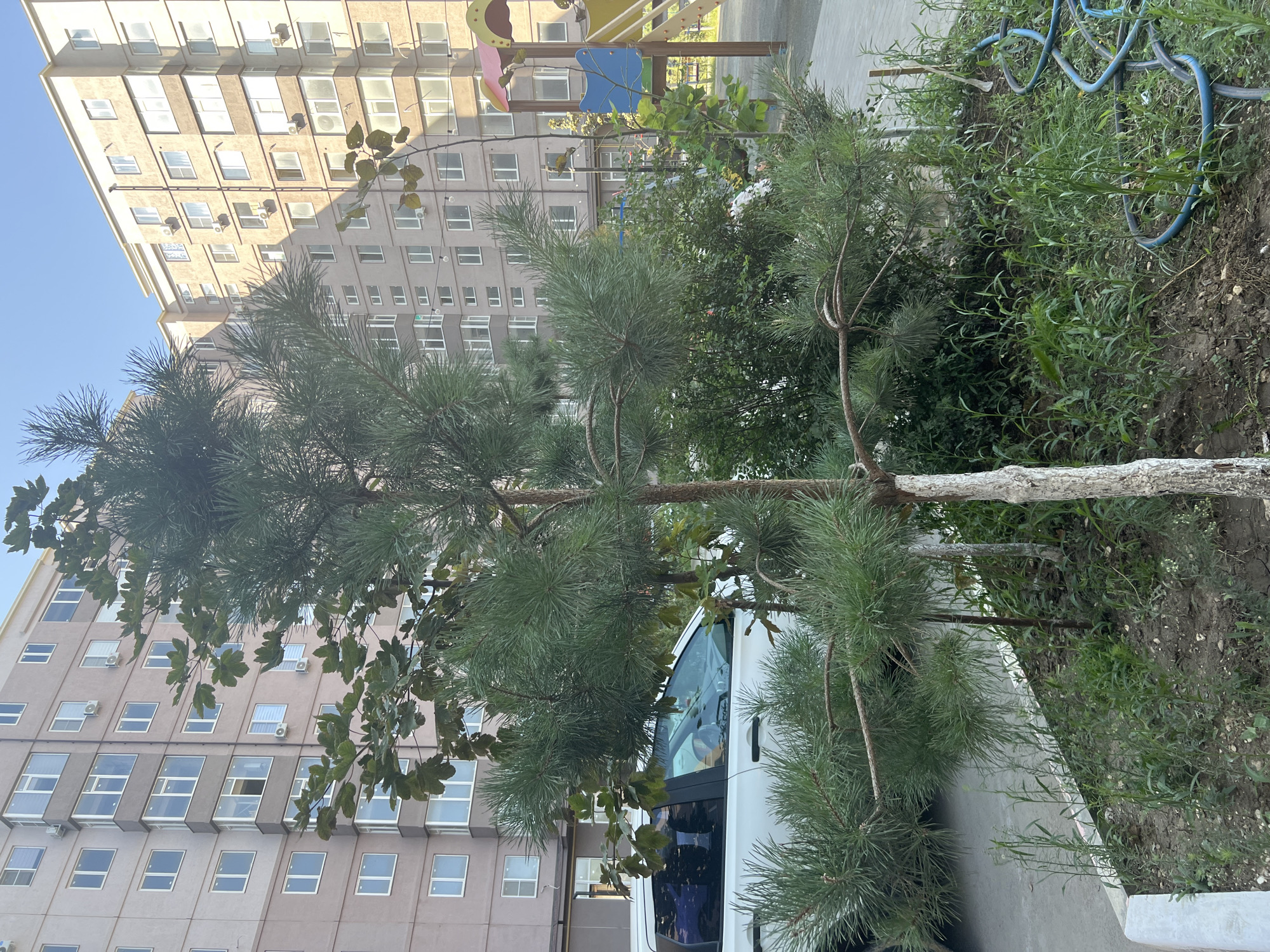 A vertical, eye-level, medium shot captures a young pine tree with a white-painted trunk in the foreground. The tree is situated in a patch of dry, brown soil with sparse green vegetation and a blue hose coiled on the ground to the right. Behind the tree, a white SUV is parked to the left, with its side visible. Further back, a multi-story residential building with beige and grey facades and numerous windows dominates the background. To the right of the building, a children's playground with yellow and blue structures is partially visible. The sky is clear and blue. The scene is set in the city of Kaspiysk, Russia, likely in a courtyard or residential area.