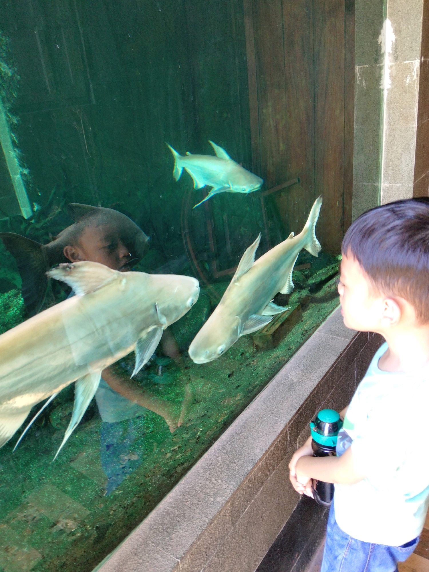 In an aquarium in Gurah, Indonesia, a young boy, observed through thick glass, gazes at two large, pale fish swimming in the green-tinted water. The boy, wearing a light blue t-shirt and blue jeans, holds a dark water bottle with a teal lid. The aquarium features a rocky and mossy substrate. In the background, a dark fish with sharp fins is visible, seemingly interacting with the boy's reflection. The aquarium wall is constructed of wood and stone.