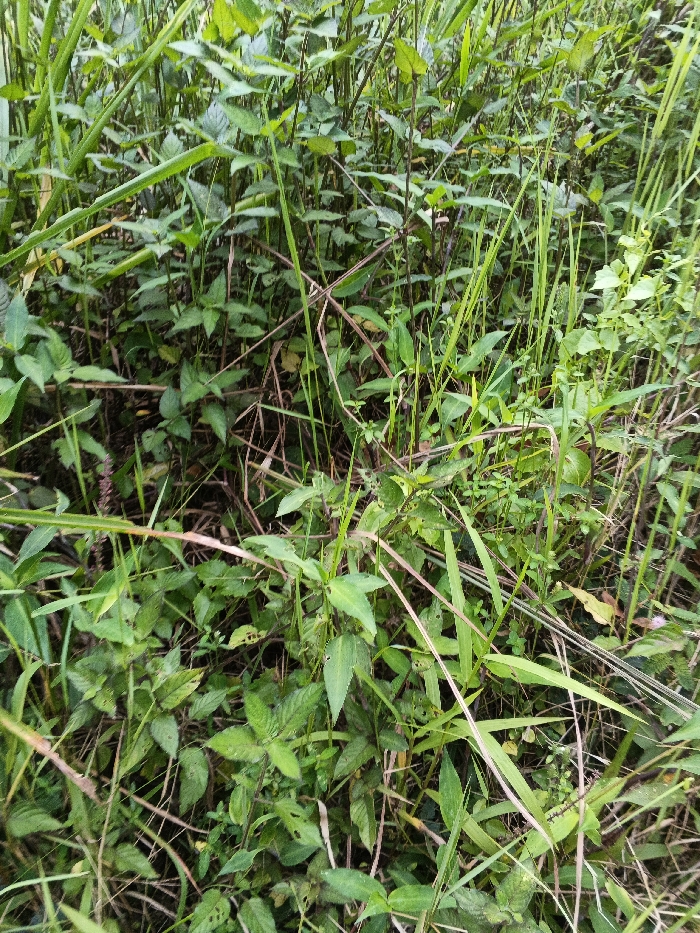 The scene depicts a dense patch of uncultivated vegetation located in Mianyang, China. The foreground and midground are entirely filled with various green plants, consisting of broad-leafed weeds and tall grasses. Several dry, light brown stalks are interspersed among the green foliage. The plants exhibit varying shades of green, from lighter tones on newer leaves to darker hues on mature growth. No people, animals, man-made objects, or specific actions are visible within the frame. The lighting suggests an outdoor, natural environment, possibly overcast or shaded.