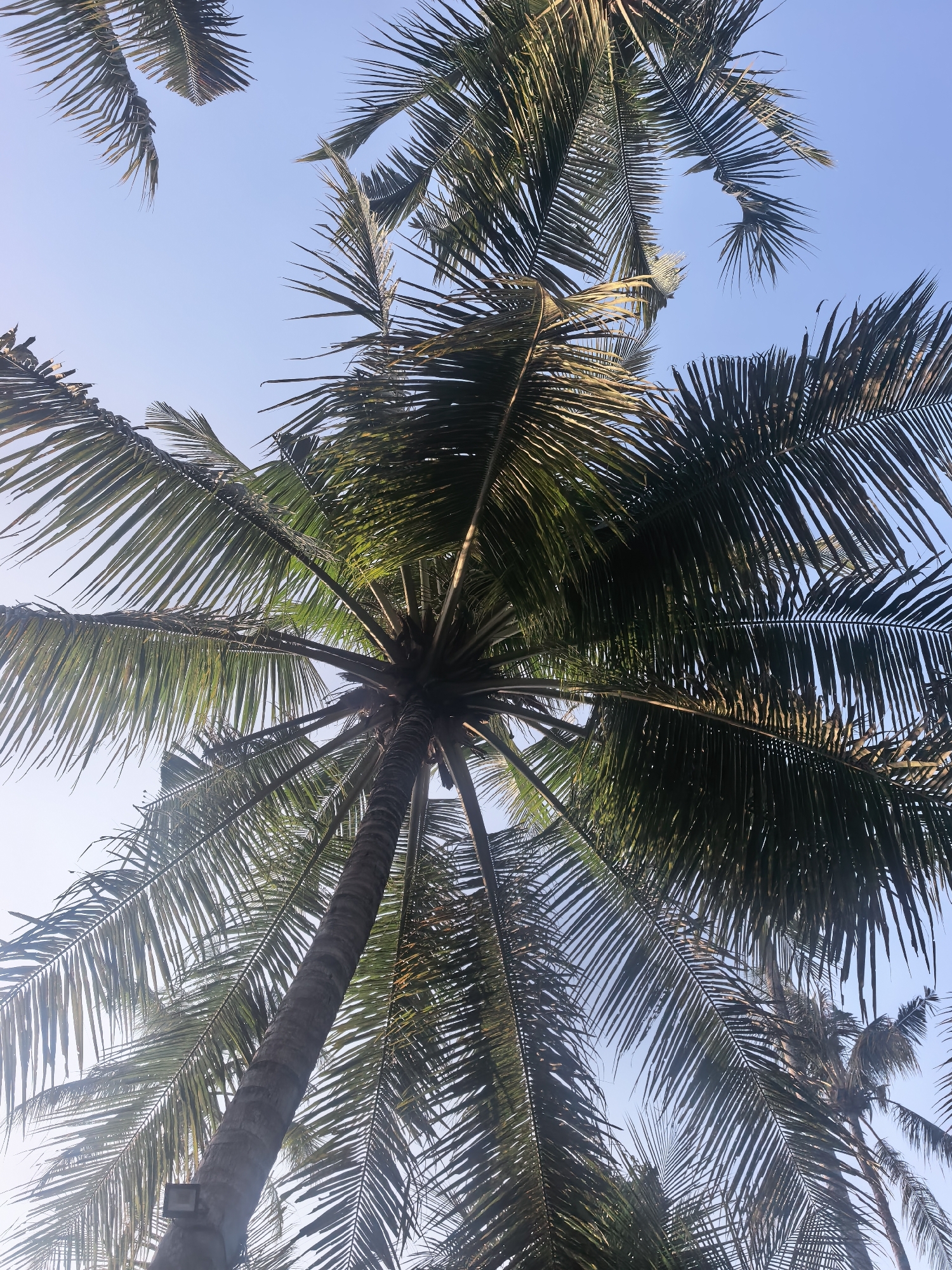 This is a low-angle, close-up shot of coconut palm trees against a clear blue sky, taken in the Ubud District, Indonesia. The frame is filled with the fronds and trunks of several palm trees. The leaves are a deep green, some appearing slightly dry and wispy. The trunks are textured and greyish-brown. The lighting suggests it is daytime, with sunlight filtering through the leaves, creating a dappled effect. The perspective is looking directly upwards, emphasizing the height and canopy of the trees. There are no people or other discernable objects in the frame, focusing solely on the natural elements of the tropical environment.
